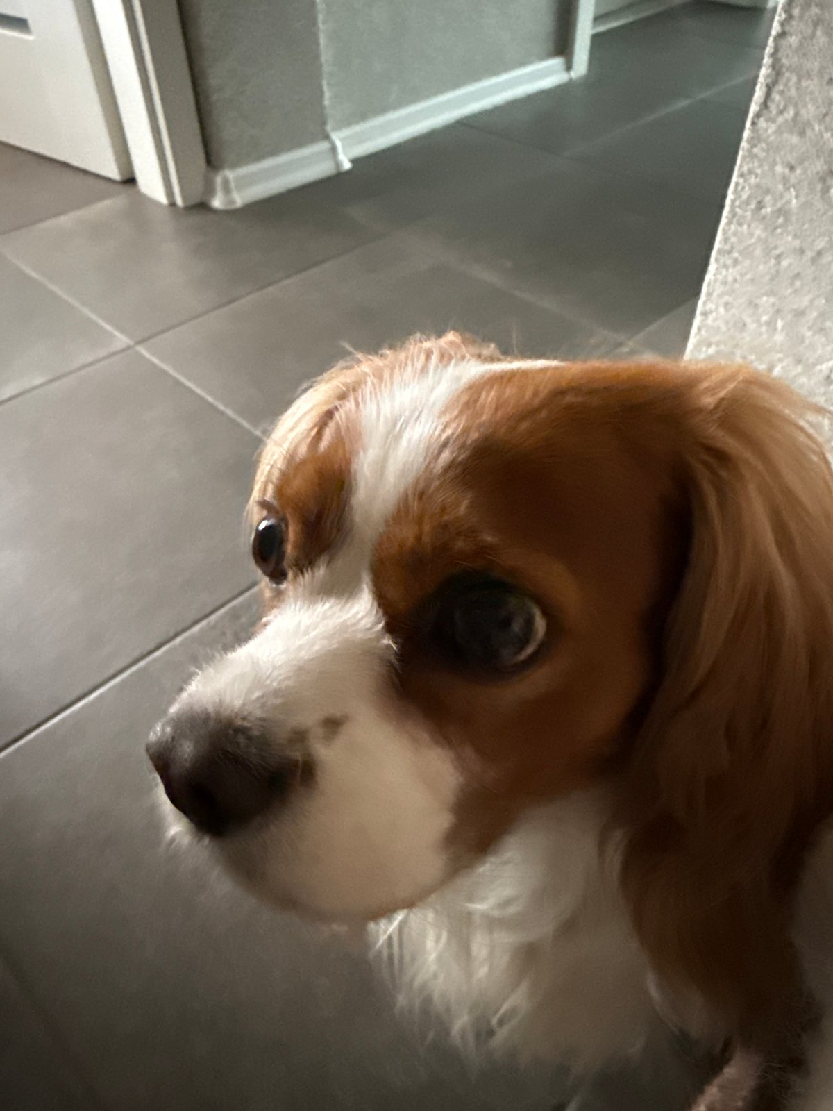 Woman documents morning selfies with dog in Sofia apartment