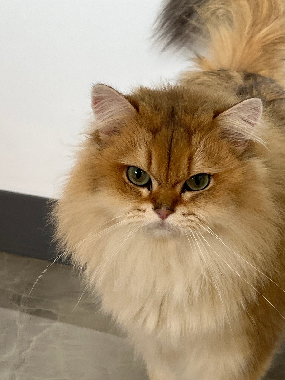 Golden Persian and Scottish Fold cats at home in Aksu