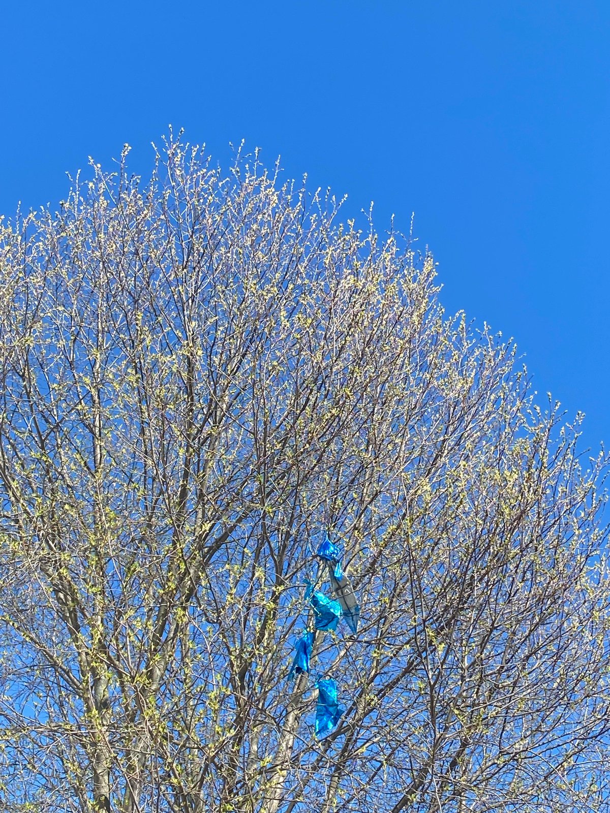 Blue balloons caught in trees observed across Chaikovsky