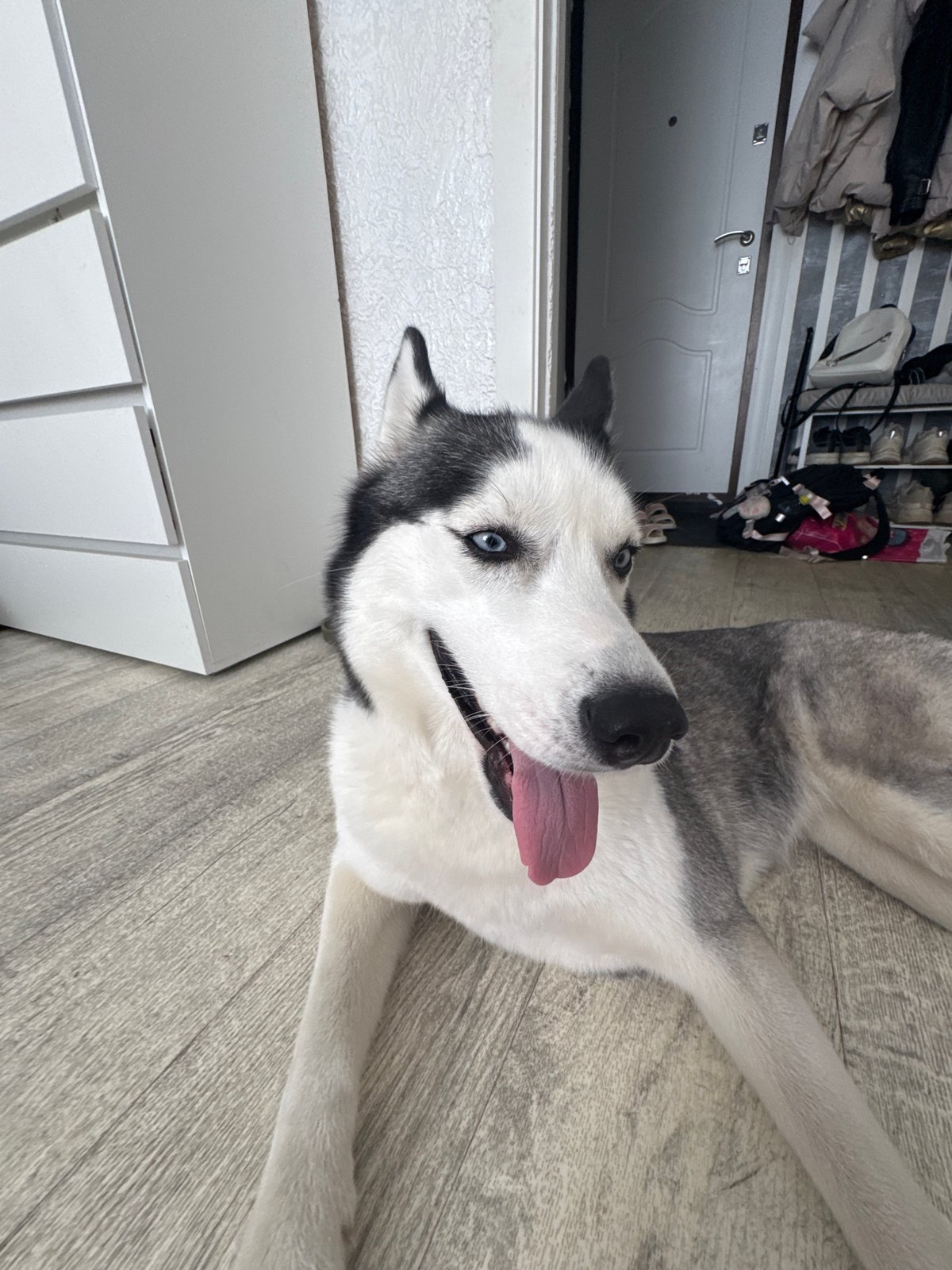 Pet owner shares quiet morning moments with blue-eyed Husky