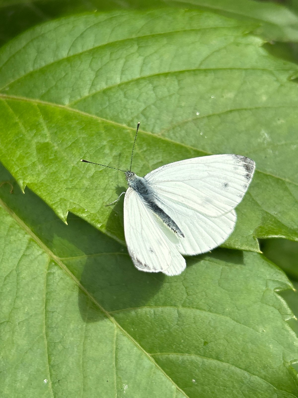 Butterflies, wildflowers, and summer selfies in Chaikovsky