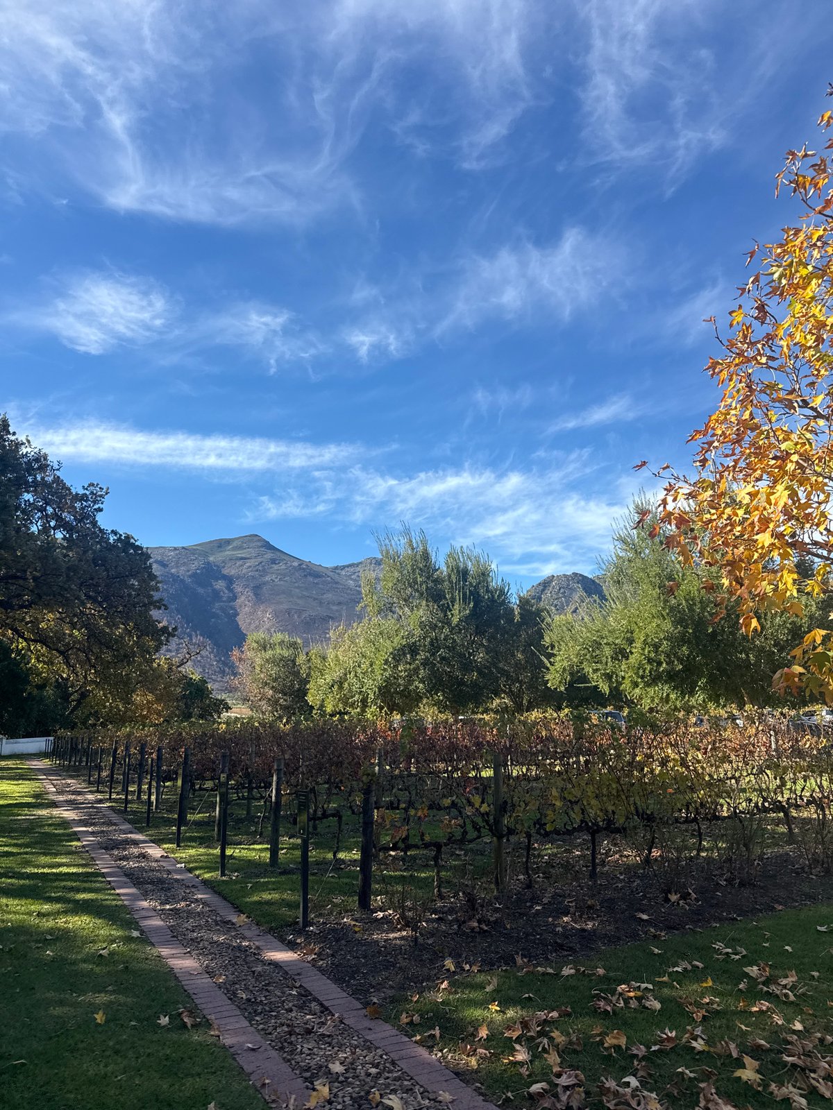 Six-minute walking tour documented across Stellenbosch wine region