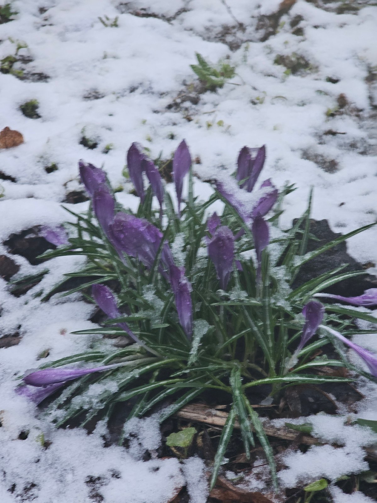 Purple crocuses bloom through snow in Moscow spring scene