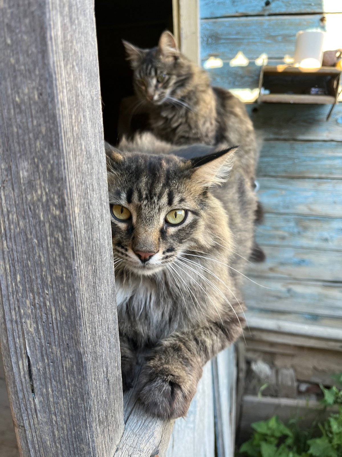 Cats, a dog, and a fly hanging out in a Russian backyard