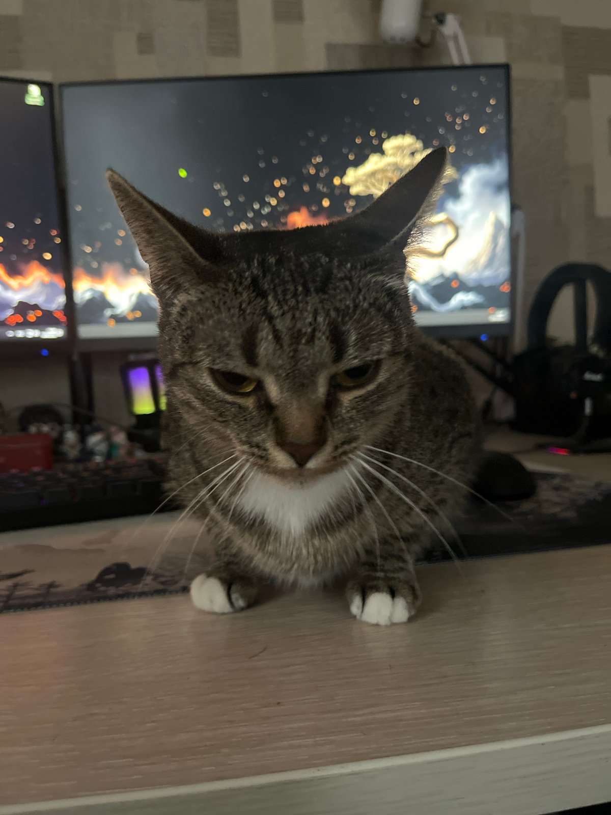 Tabby cat observed resting indoors in Khimki, Russia