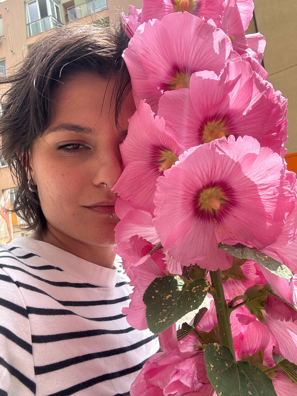 Face to face with bright pink hollyhocks in Sofia