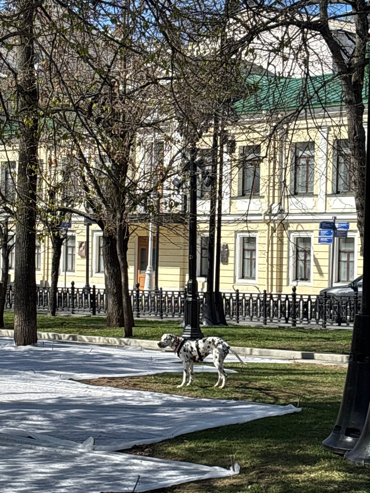 Dogs play in Moscow park on sunny Saturday morning