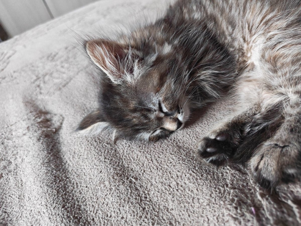 Gray tabby cat sleeping and posing in Tolyatti