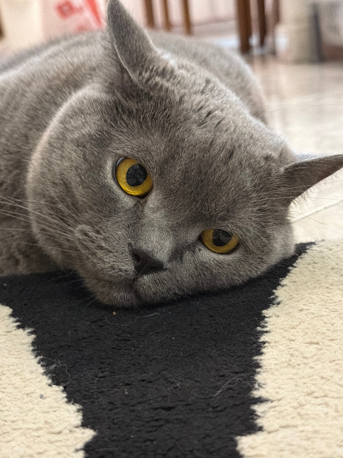 Grey British Shorthair cat photographed at home in Rome