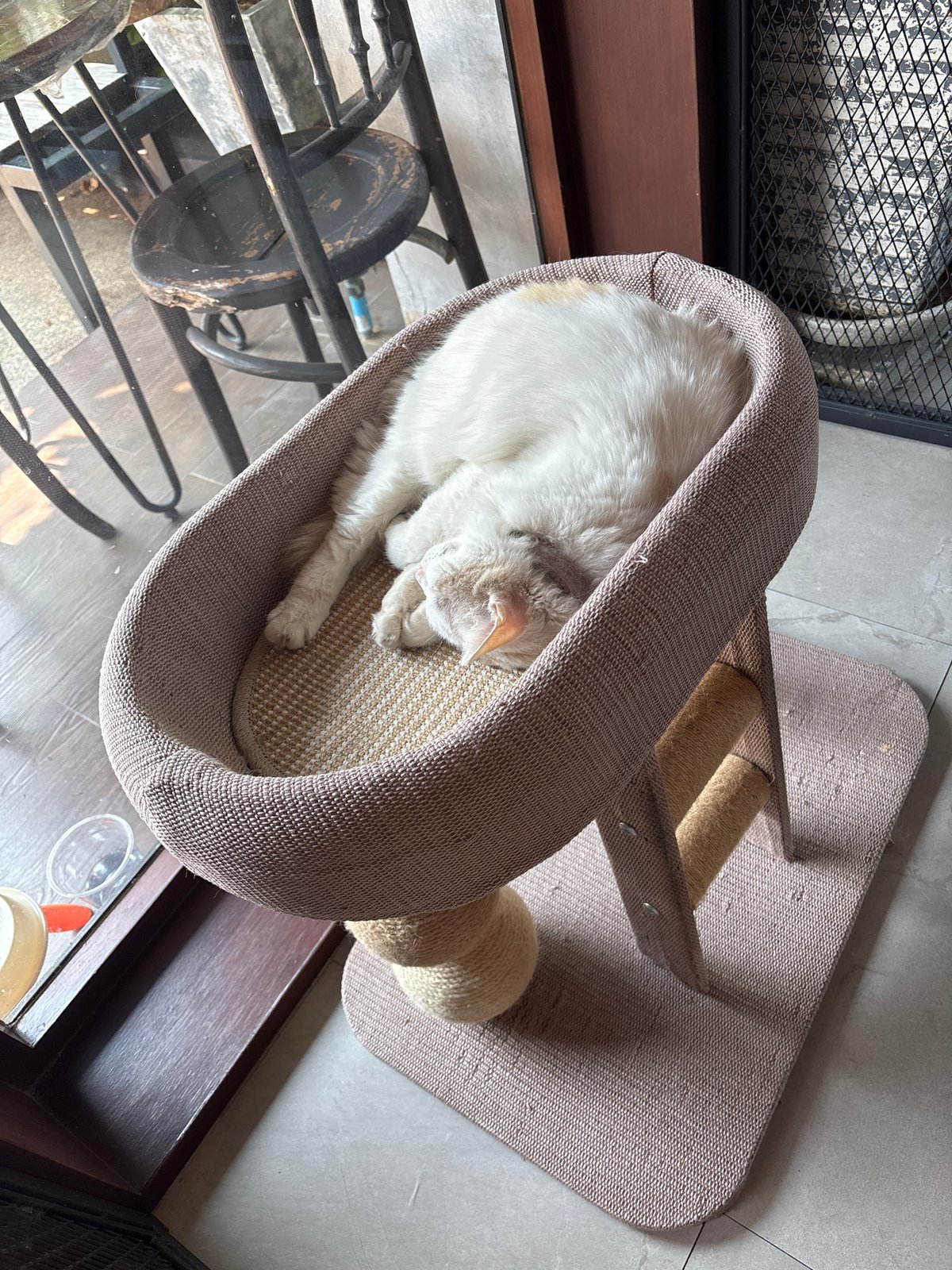 Quiet morning moments with sleeping cats and gardens in Thailand