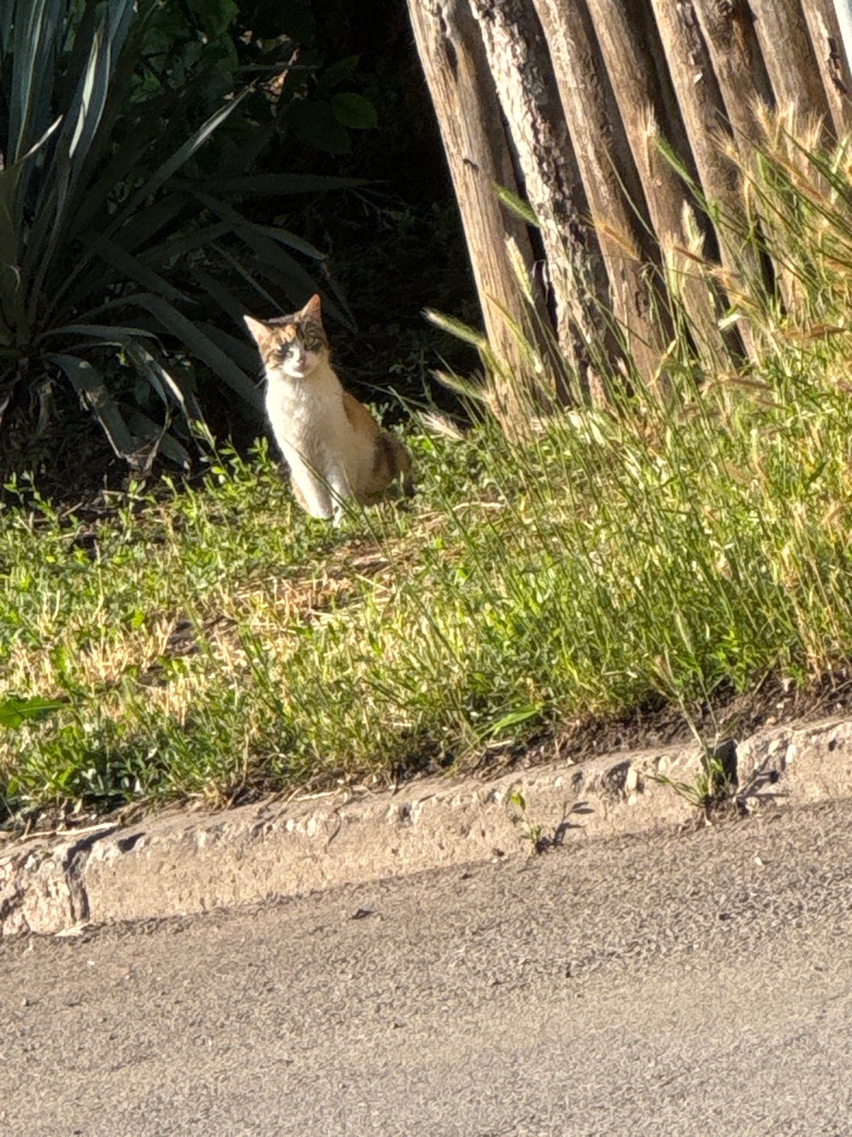 Calico cat spotted on sunny Sofia street