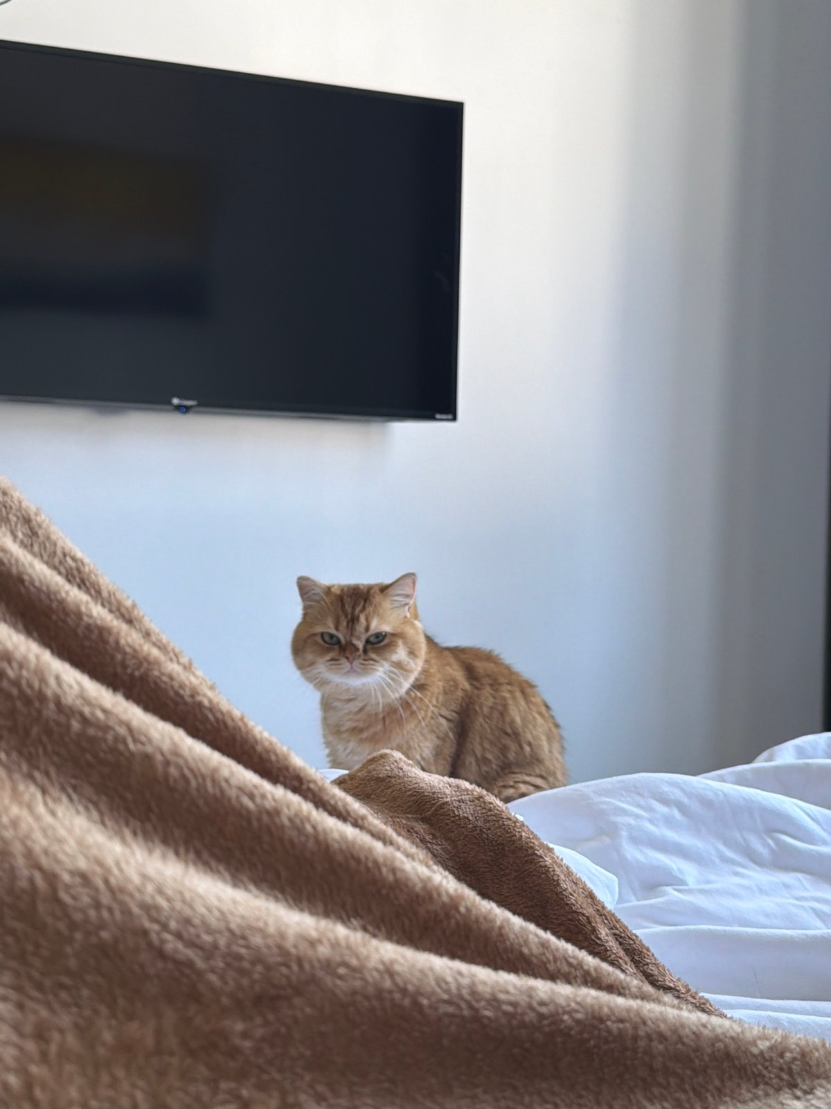 Orange cat captured in bedroom moments in Đà Nẵng