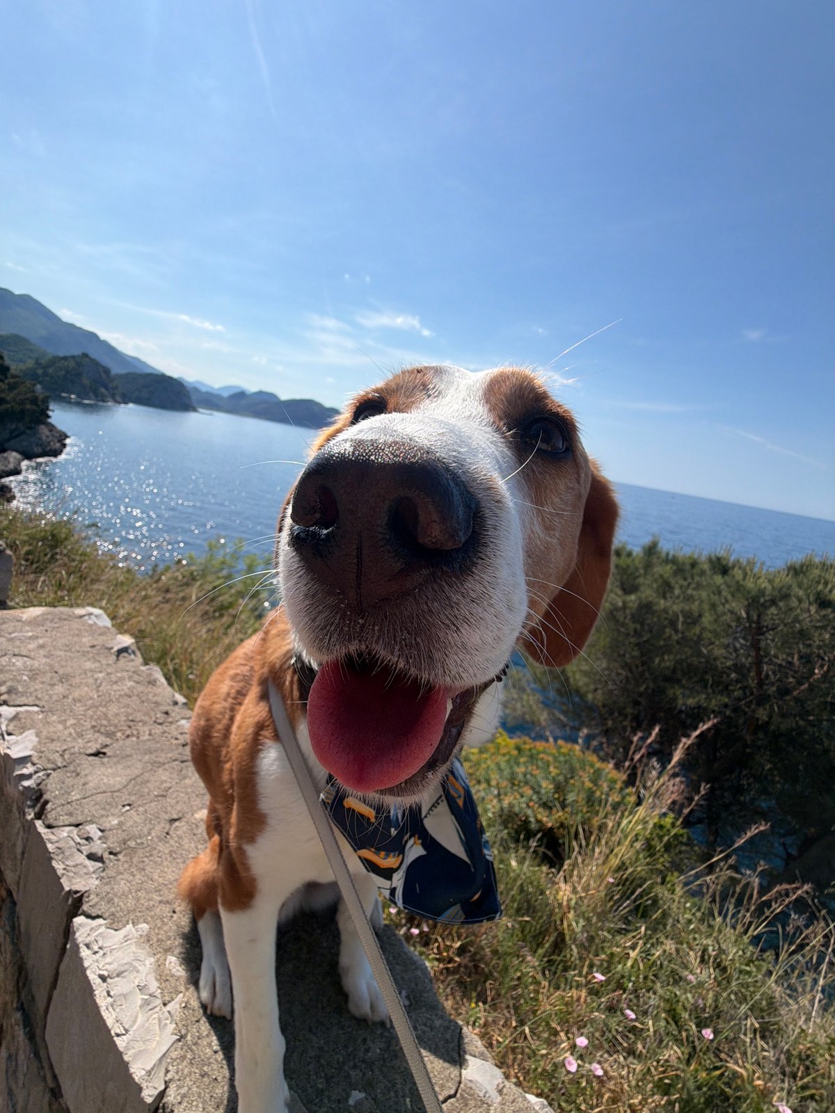 Dog portrait captured against Montenegro coastal scenery