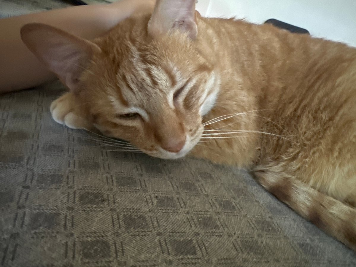 Orange tabby cat rests peacefully on furniture in Puebla