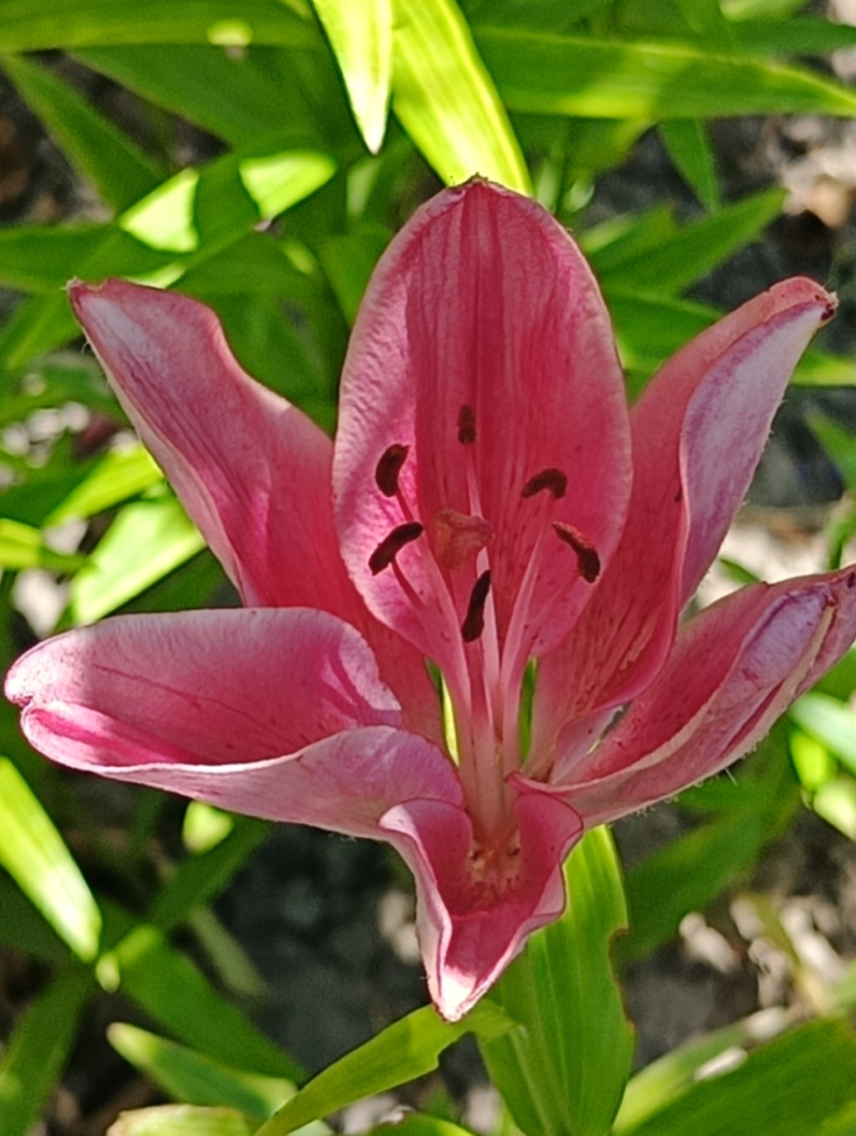 Garden close-ups and outdoor details on a summer afternoon