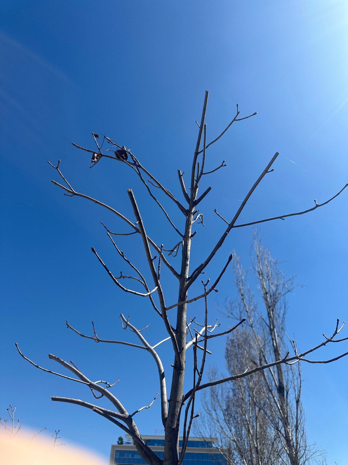 Spring day documented across Sofia: blooming trees, dog walks, remote work