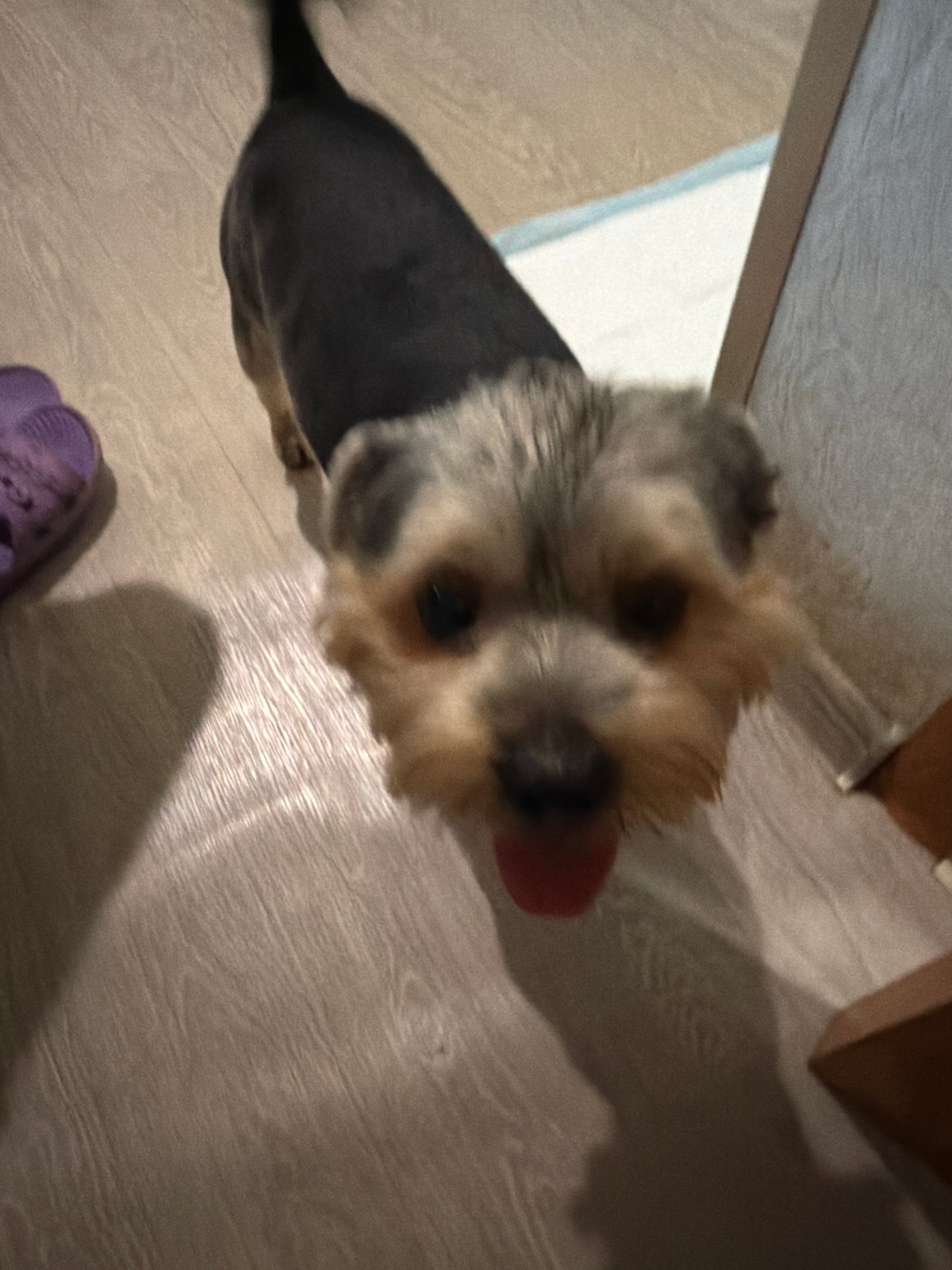 Quiet afternoon at home in Tambov, pets and personal moments