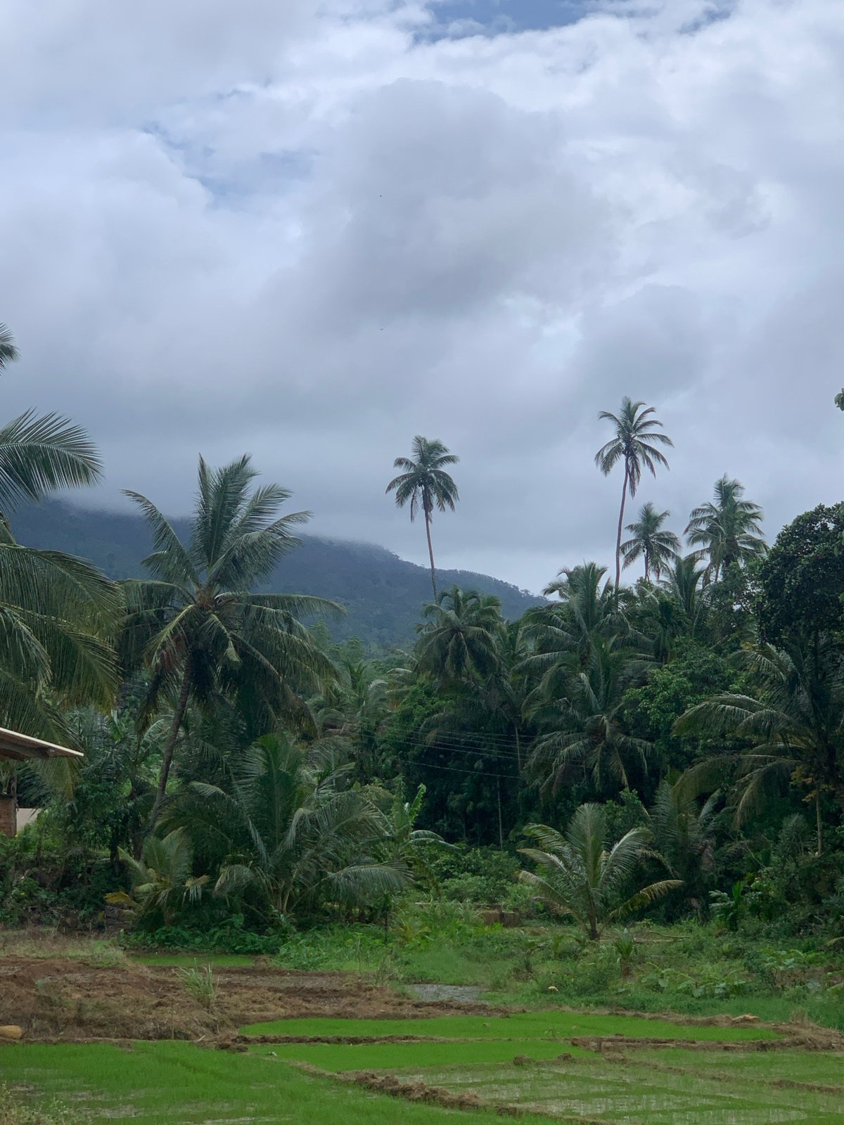 Rural Pathegama landscape documented showing palms, rice terraces, mountains