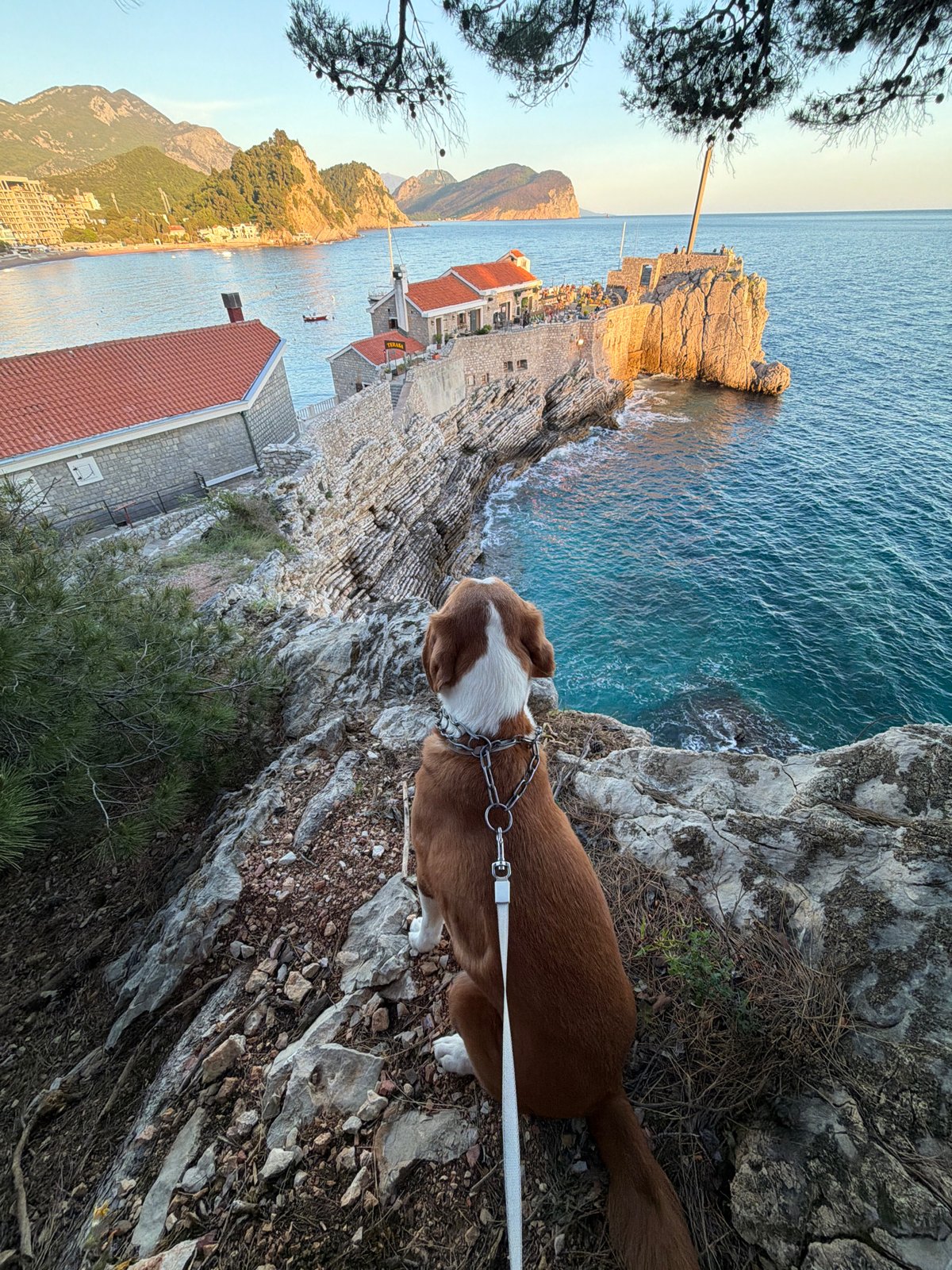 Dog explores coastal cliffs in Petrovac, Montenegro