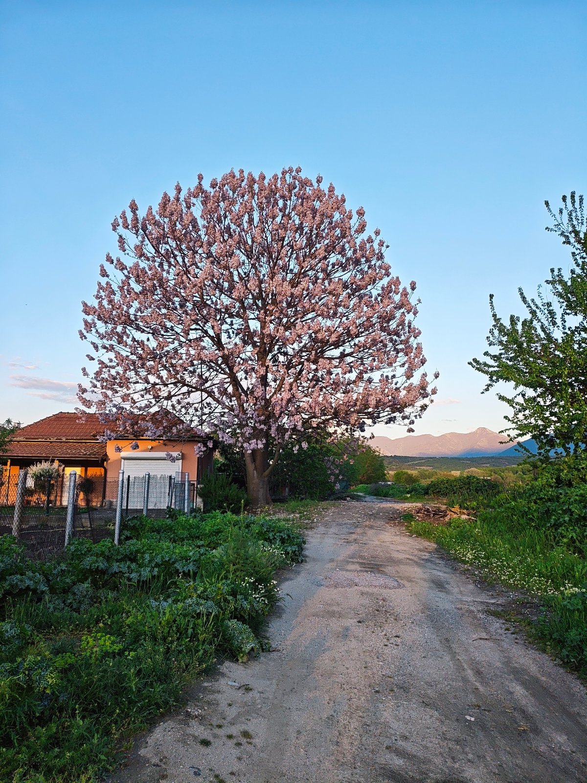 Witness Documents Blooming Paulownia Tree in Rural Setting