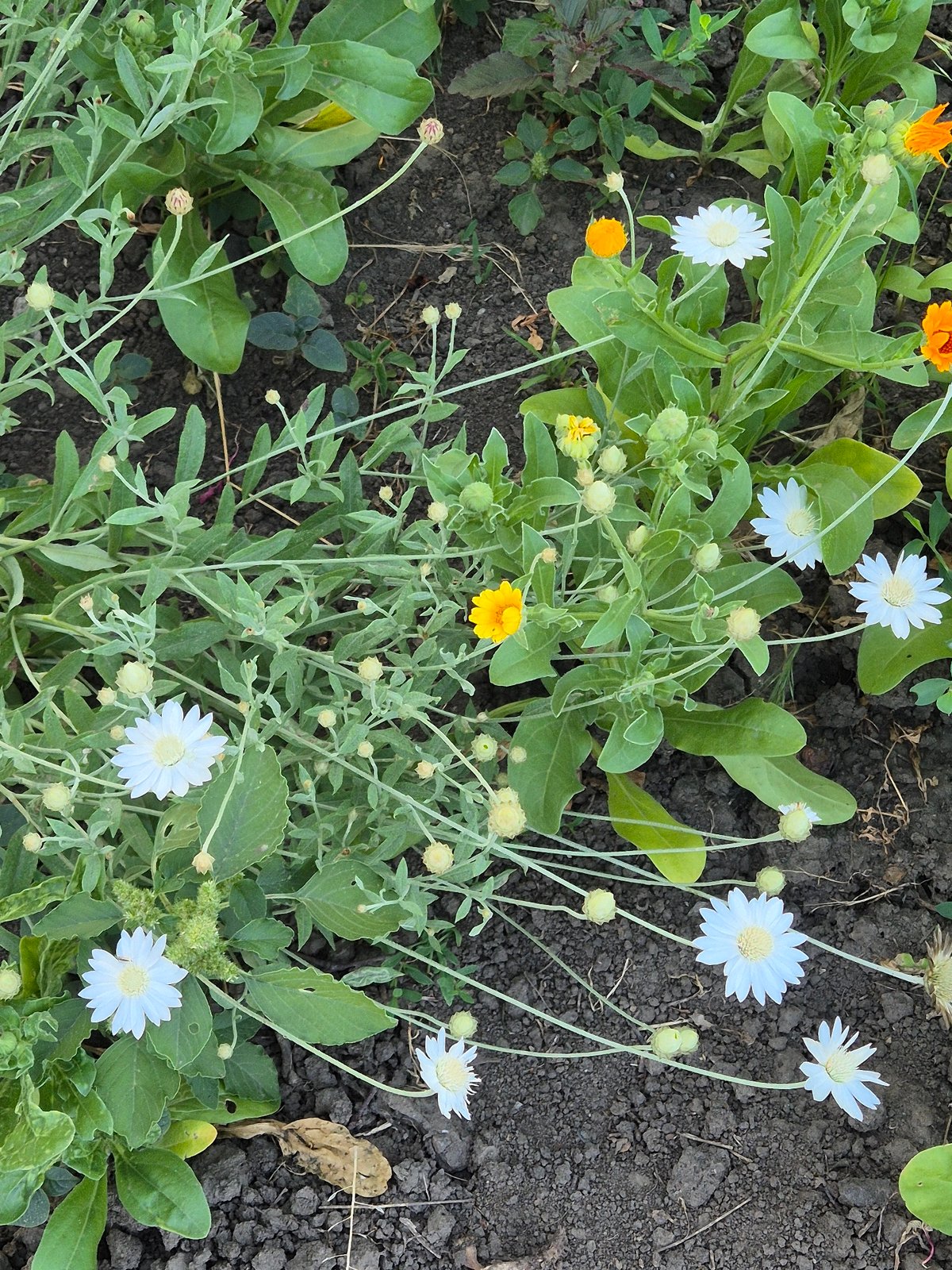 Garden, cats, and a parked Touareg in Sozonivka, Ukraine