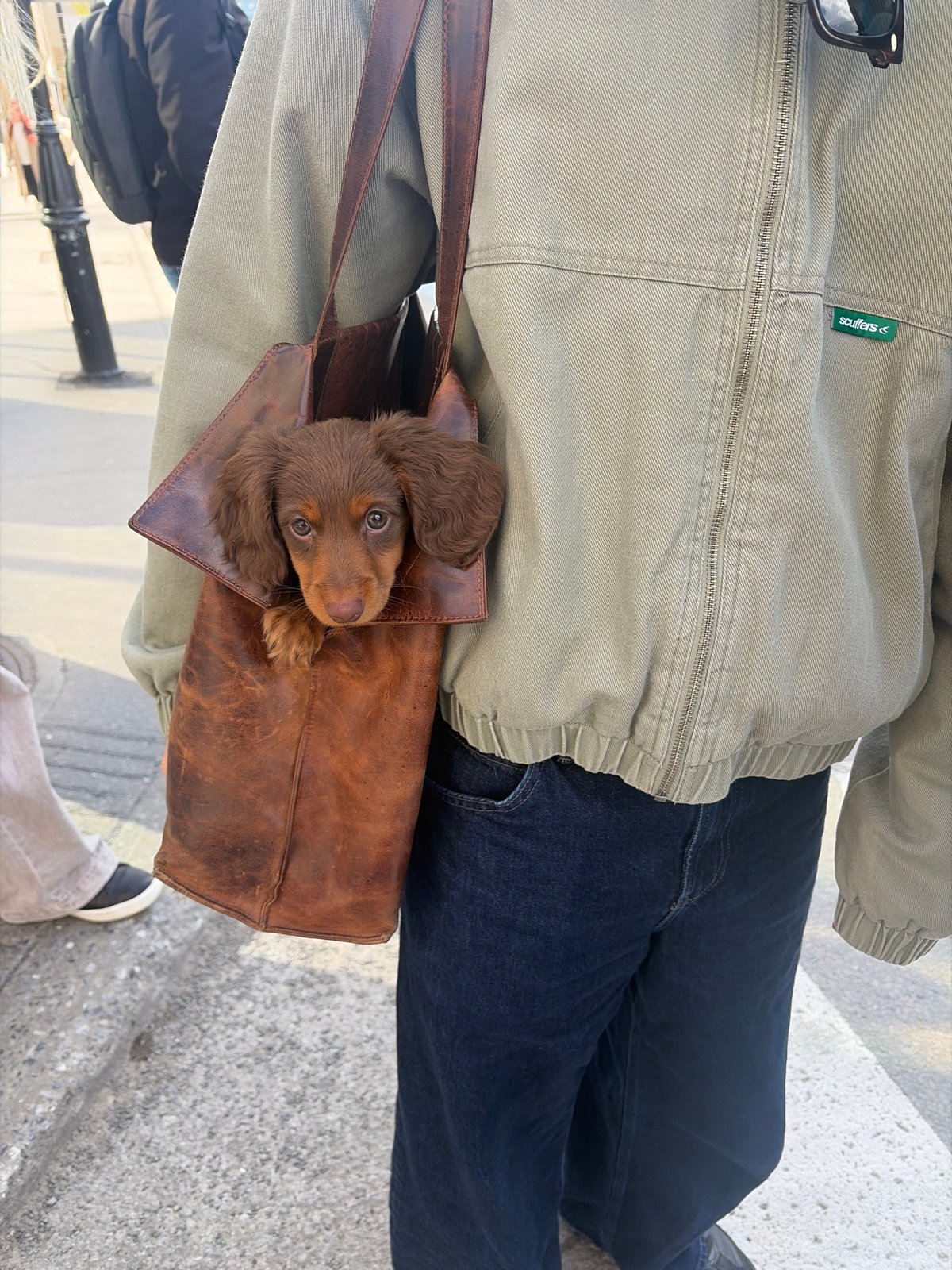 Dachshund puppy spotted traveling in handbag on Montreal sidewalk