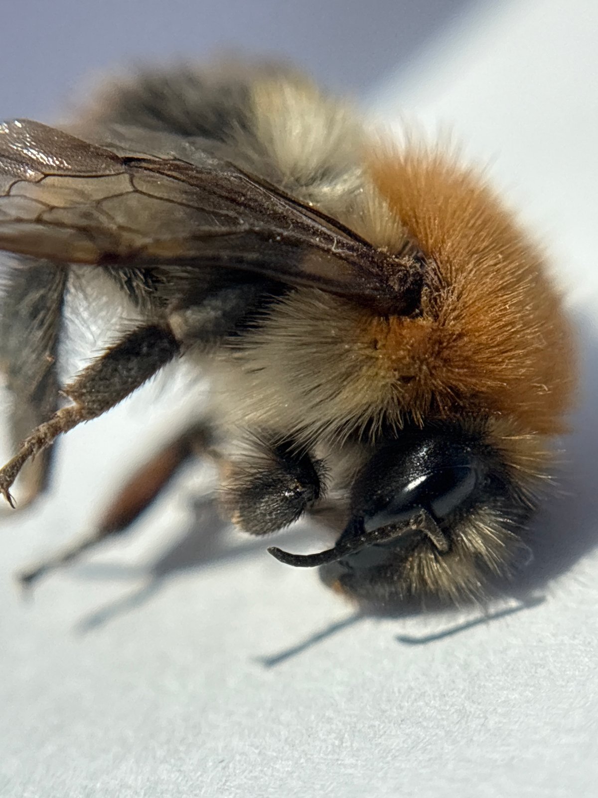 Everyday moments captured in Chaikovsky: bumblebee photos, family selfie
