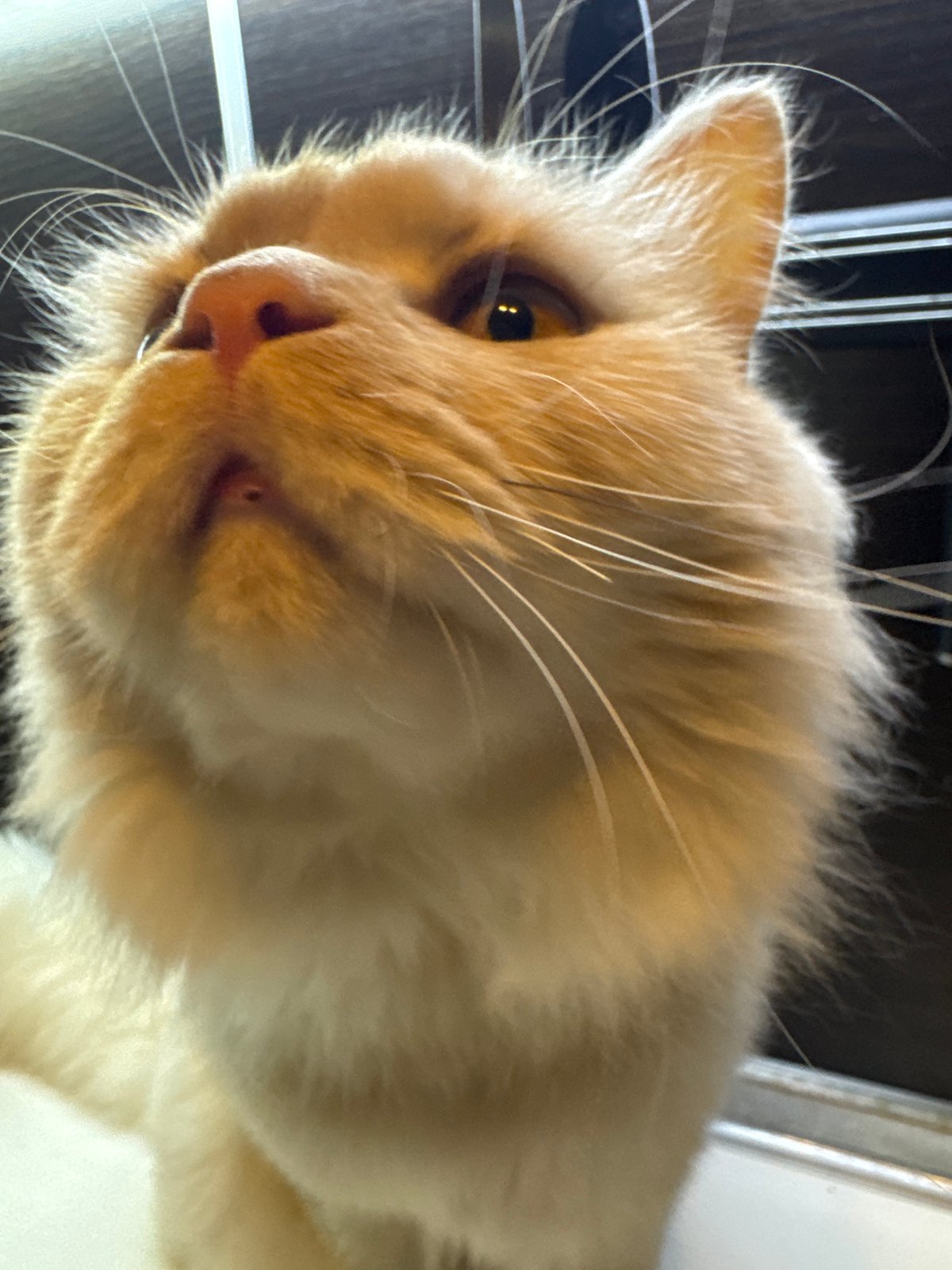 Orange tabby cat photographed close-up in Burgas, Bulgaria