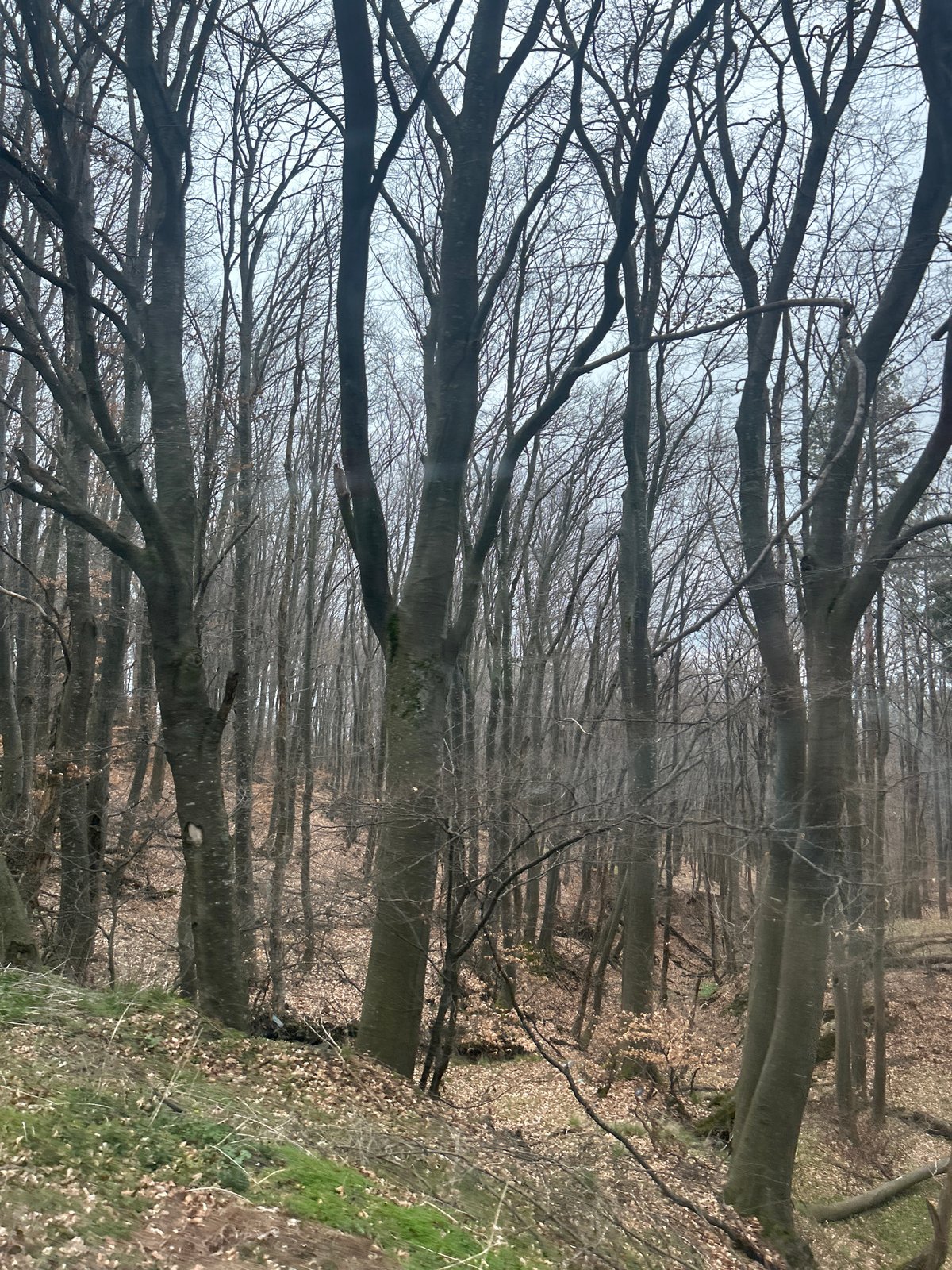 Bare trees observed in forest near Shipka, Bulgaria