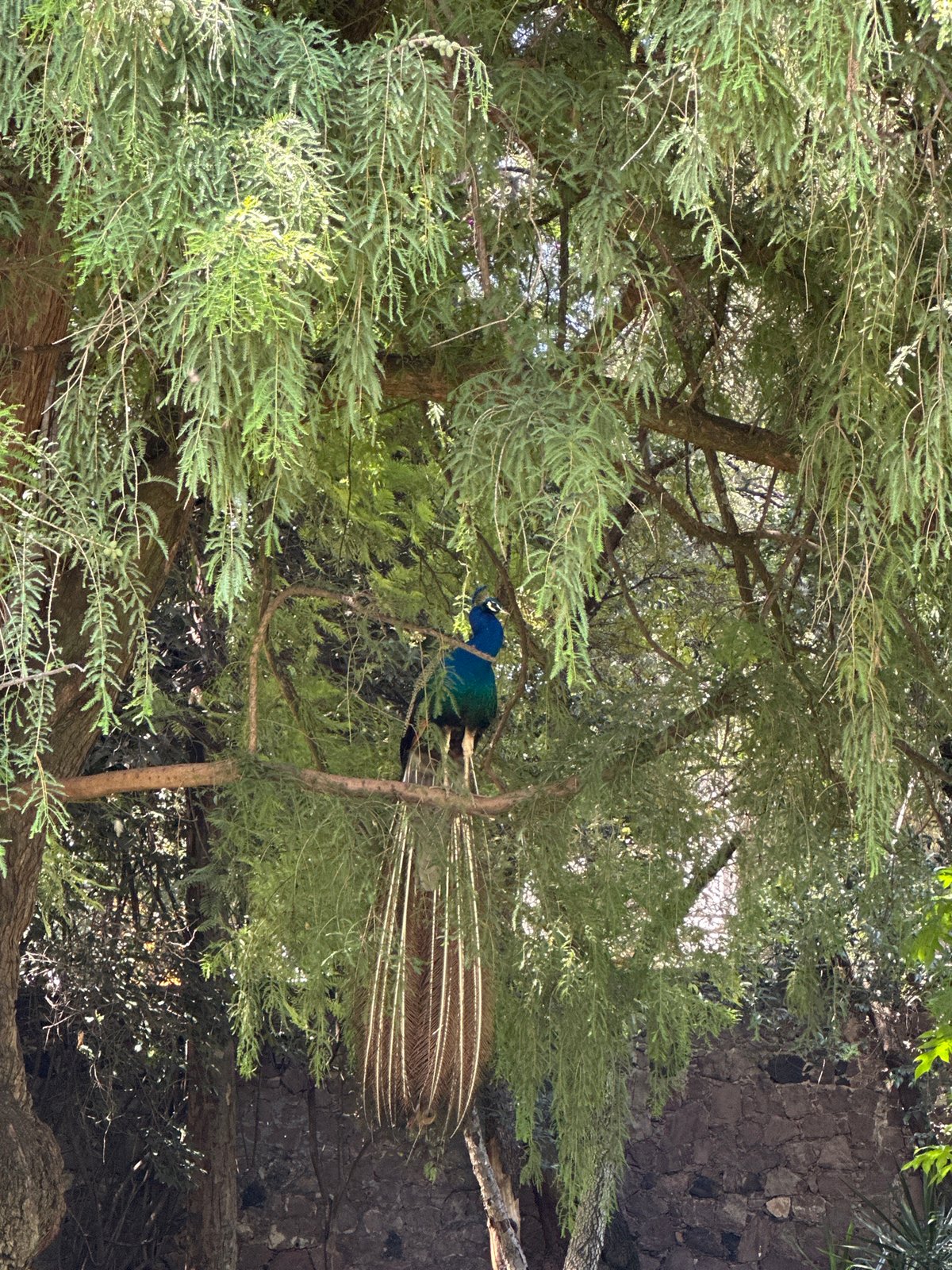Peacocks and pre-Columbian artifacts at a Mexico City cultural site