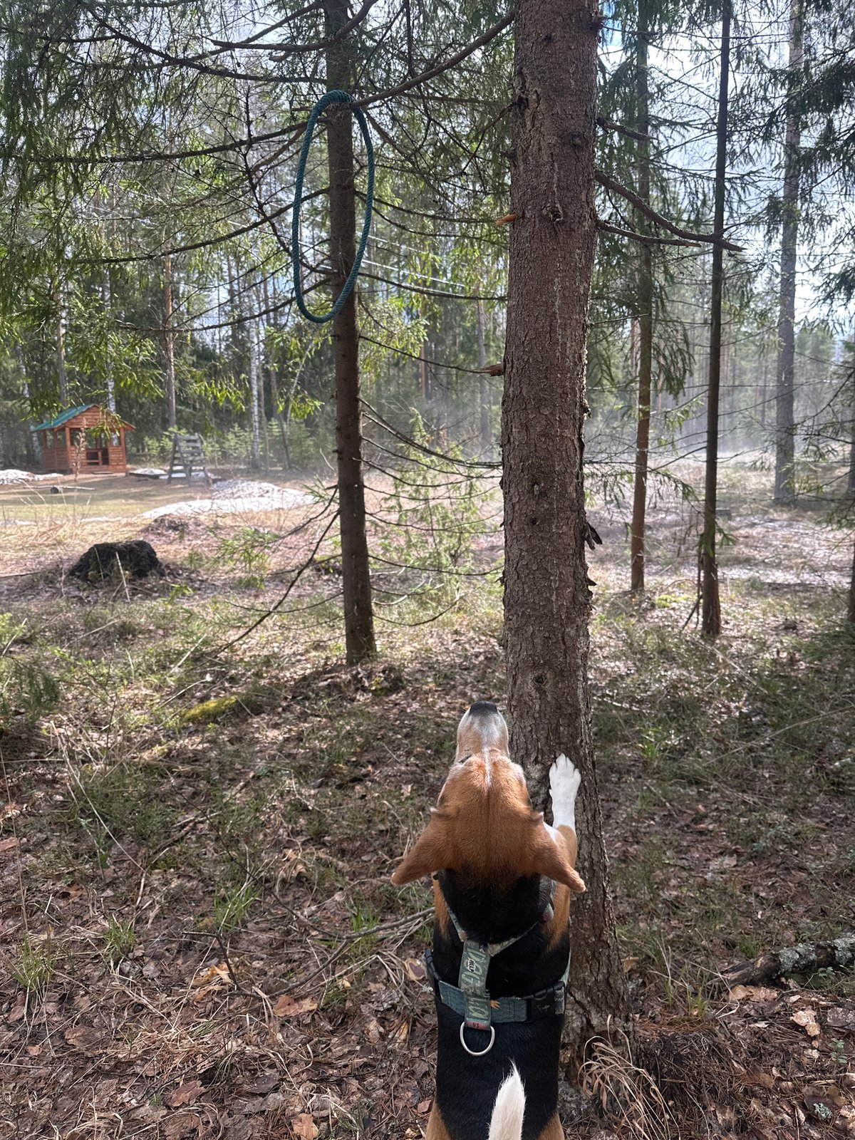 Morning forest walk with dog documented in Noviy, Russia