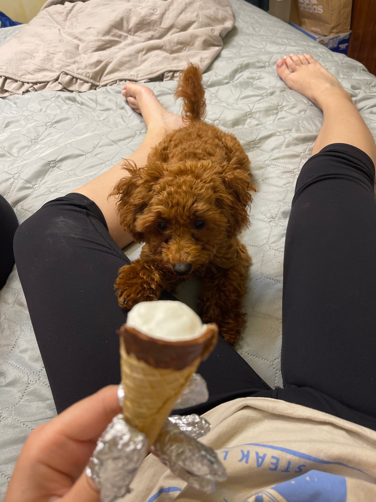Brown poodle puppy naps on bed in Sofia afternoon