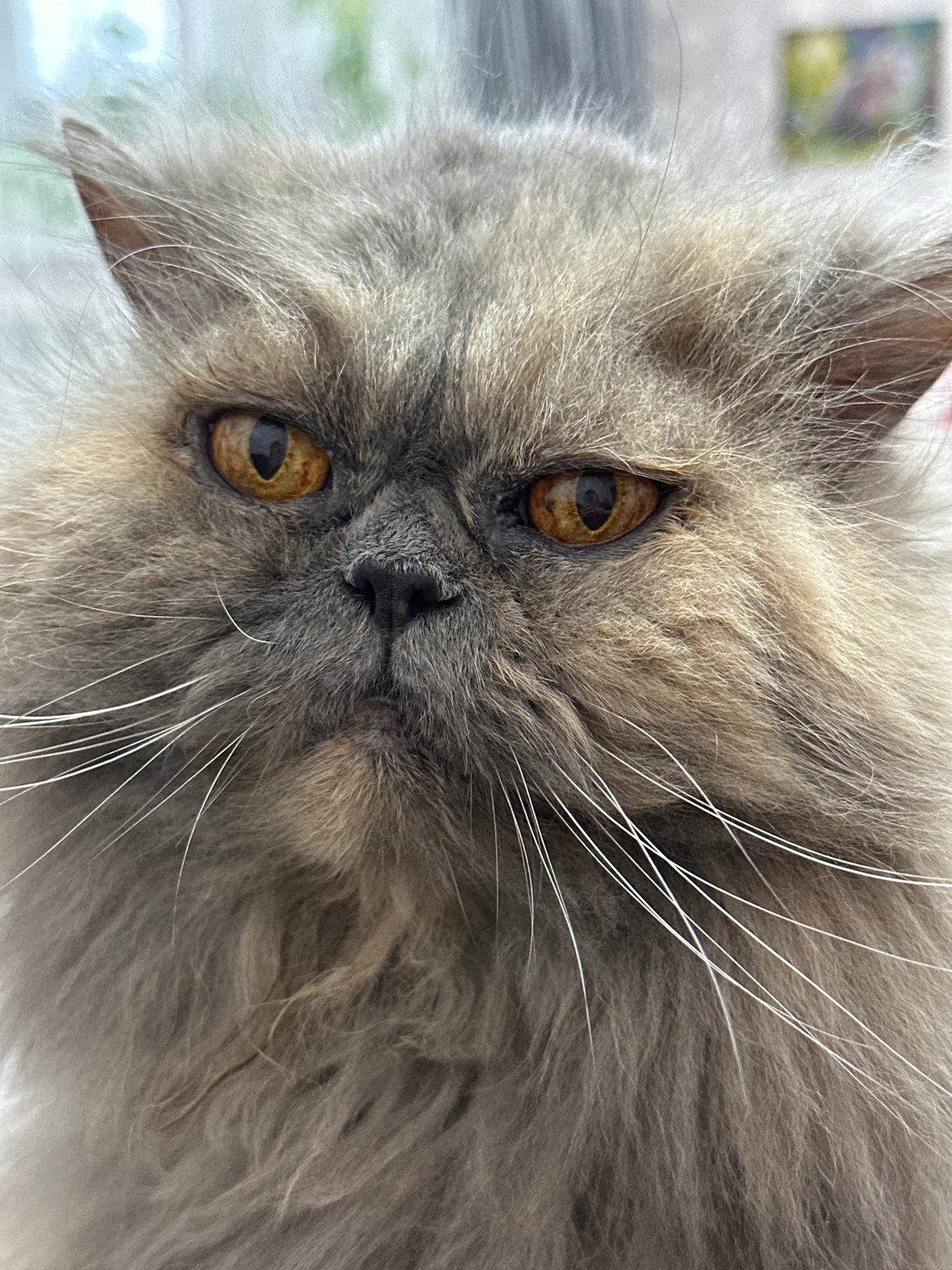 Fluffy grey Persian cat, close-up portraits in Chaikovsky