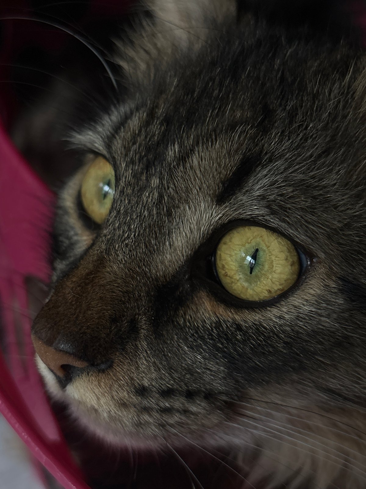 Sofia photographer documents macro session with cats, flowers, equipment
