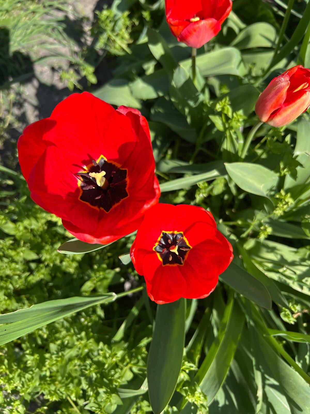 Spring tulips bloom, Easter preparations observed in Plovdiv
