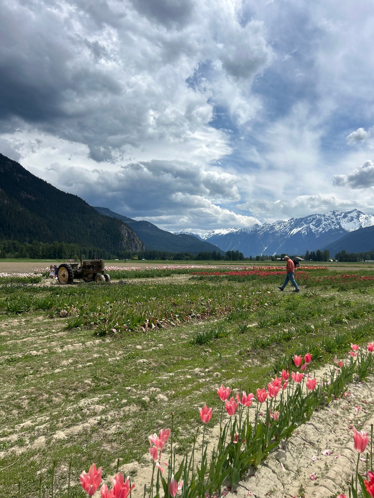 Person rests in Pemberton Valley tulip field amid mountain backdrop