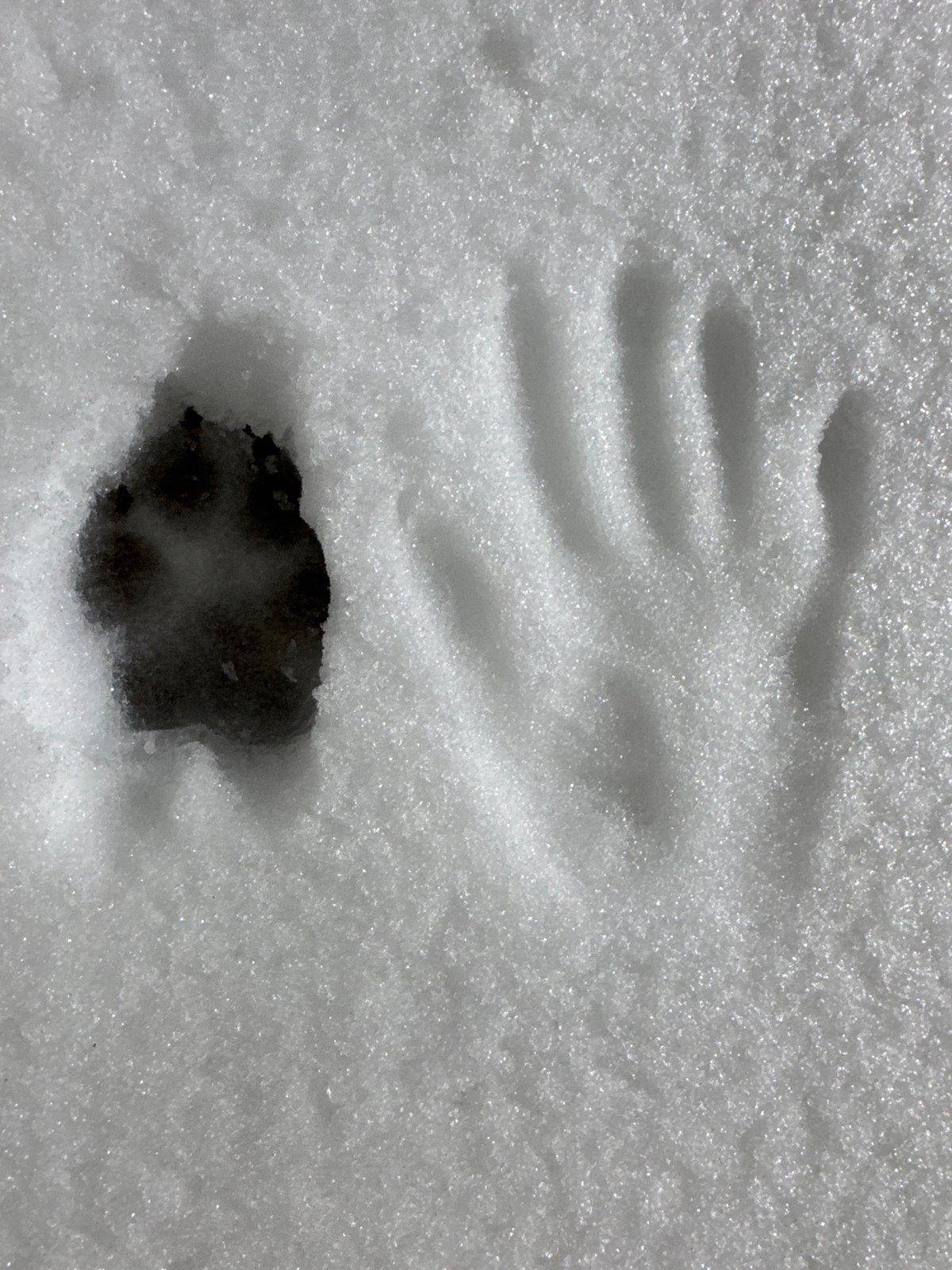 Evening snow scene documented in Russian village with tracks, dog