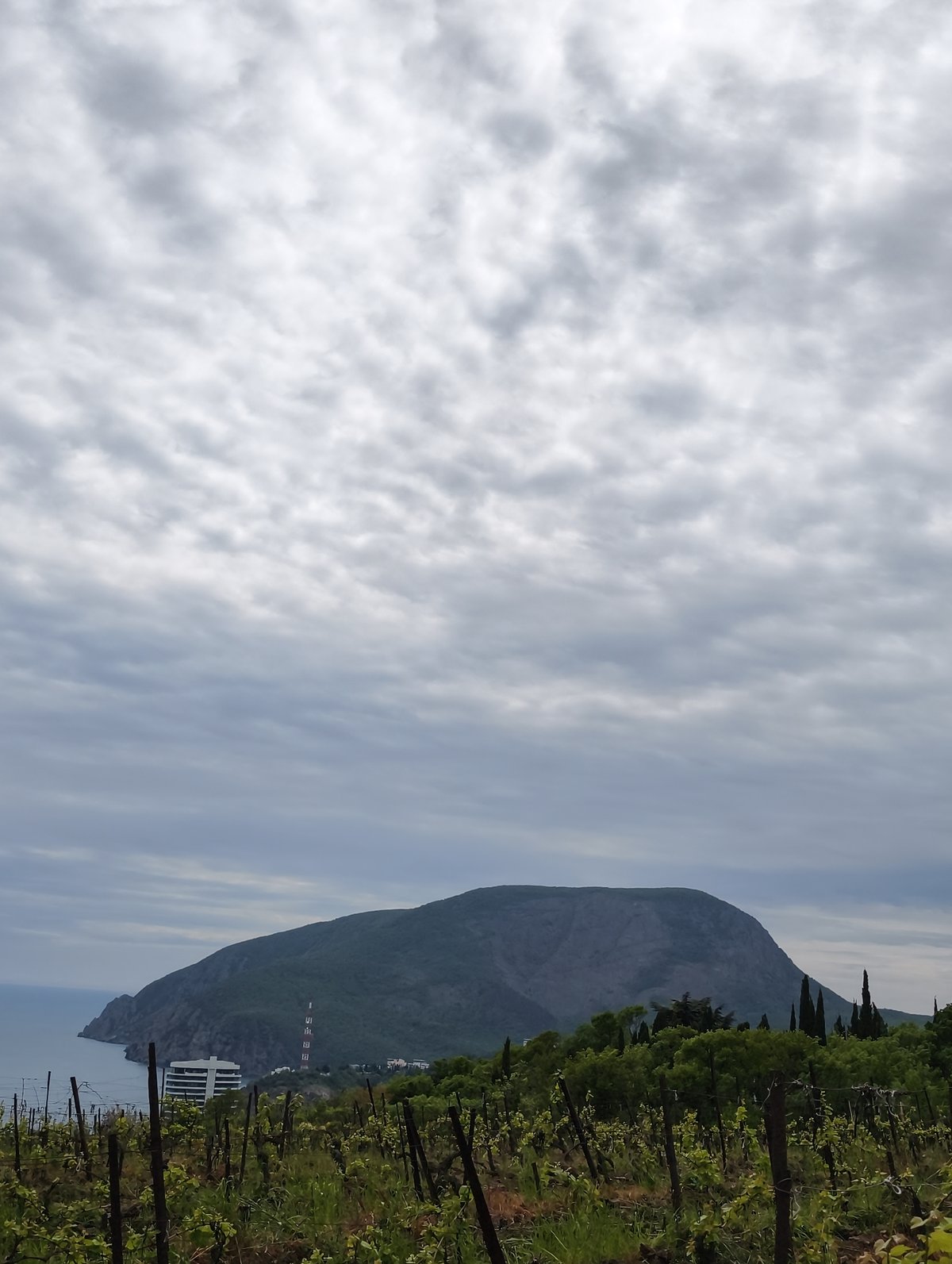 Group gathers in Ukrainian coastal vineyards under cloudy skies