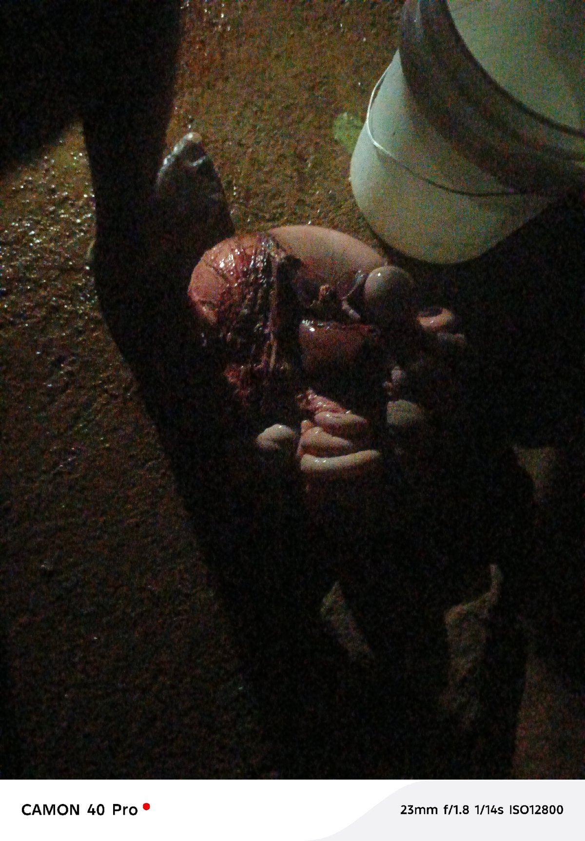 Animal organs found on ground in Jos, Nigeria