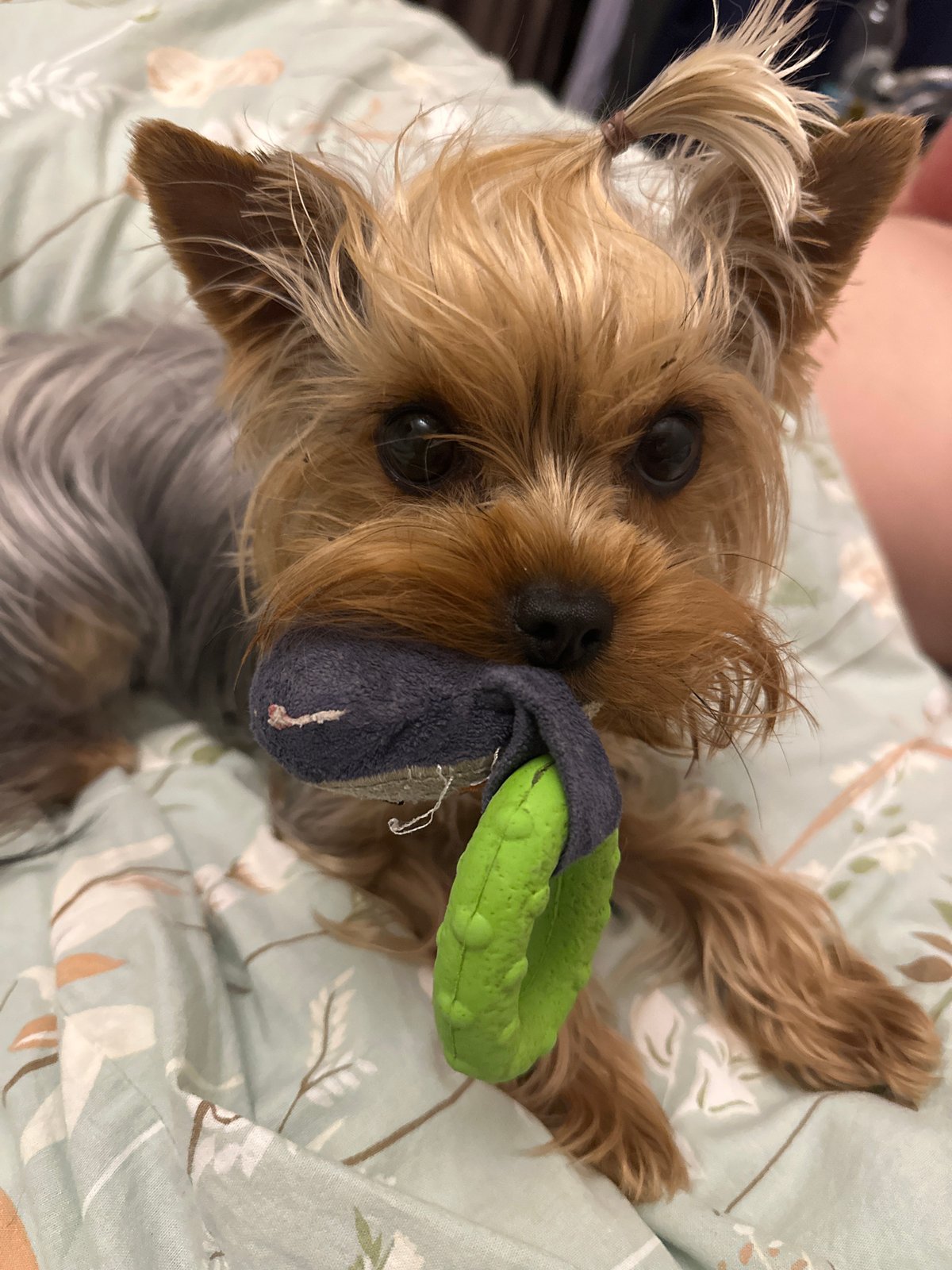 Yorkshire Terrier enjoys extended playtime session in Russian home