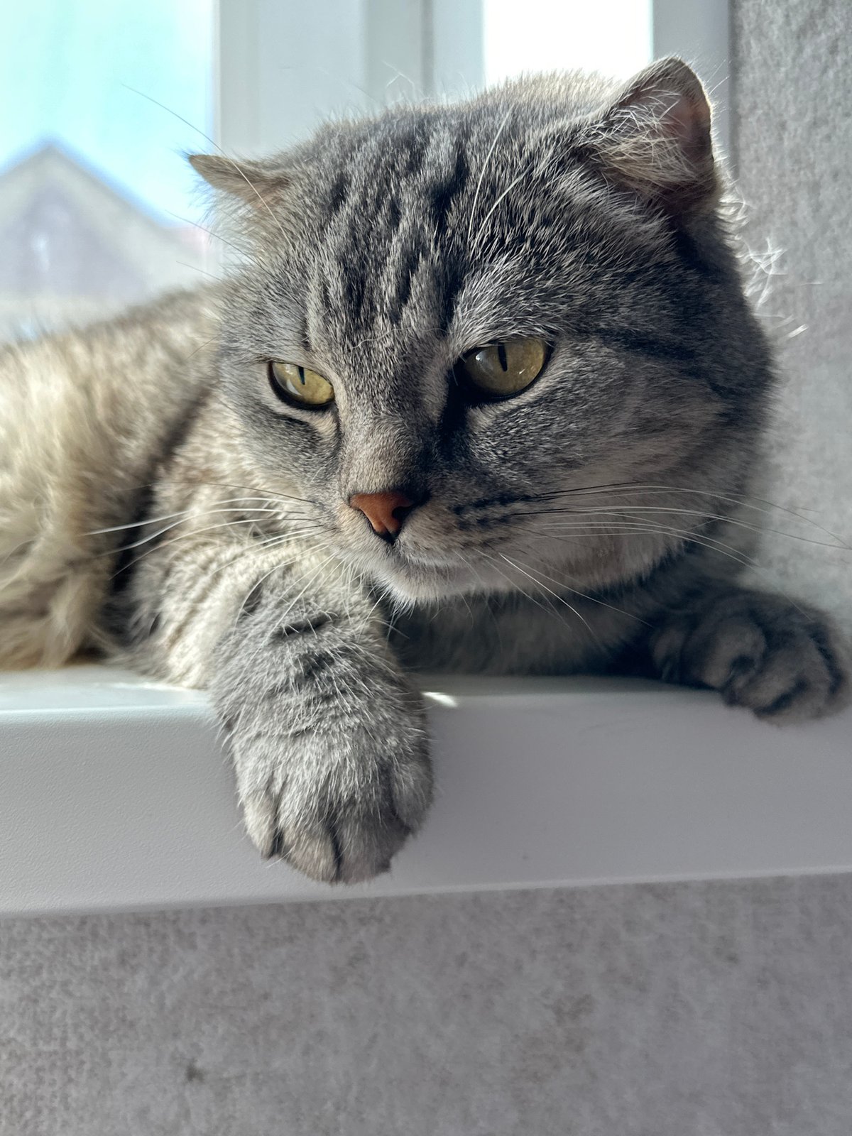 Gray tabby cat photographed on white surface in Russia