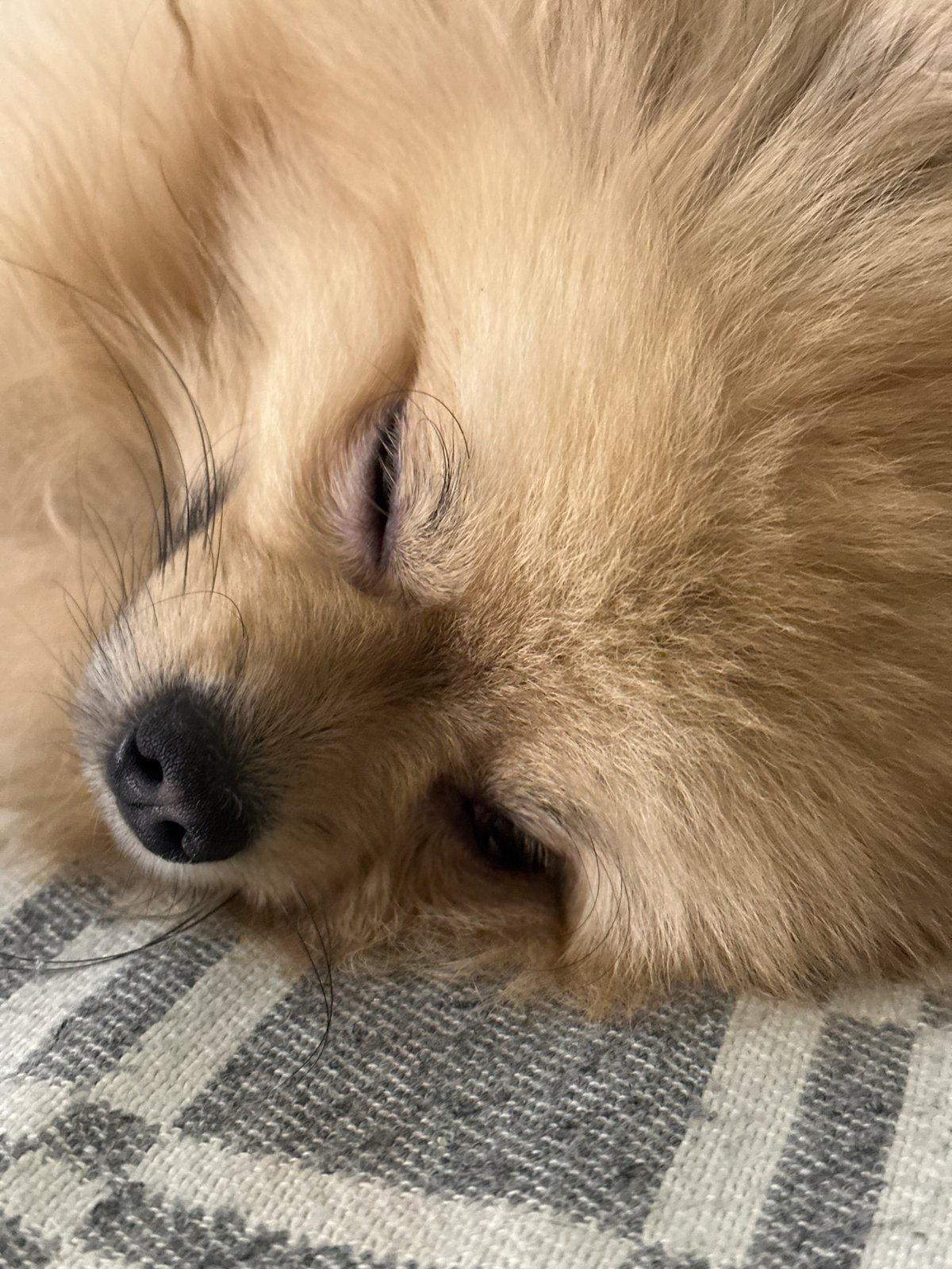 Pomeranian naps and mirror selfies from a Votkinsk bedroom
