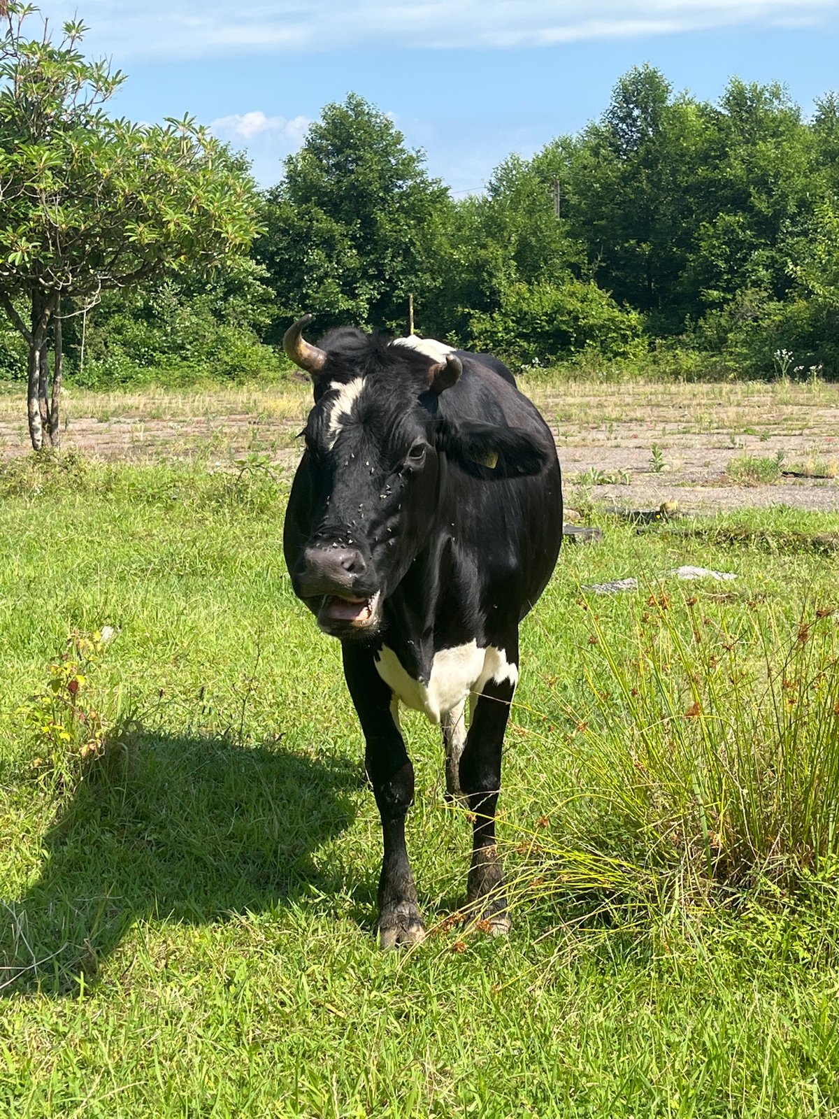 Cows, dogs, and quiet streets in coastal Ureki, Georgia