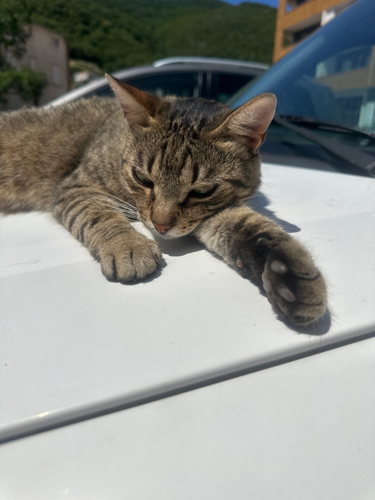 Morning pet encounters and selfies documented in Budva, Montenegro