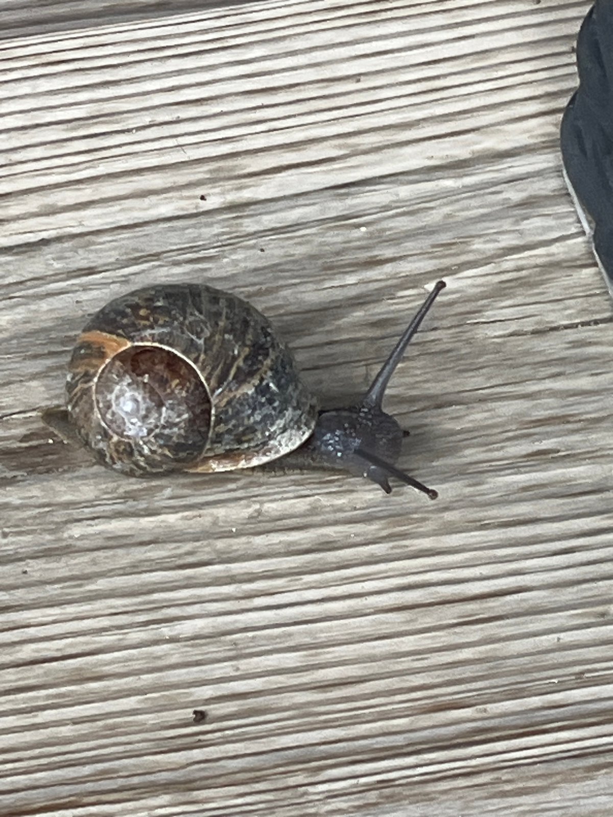 Morning wildlife and pet sightings documented in Chambœuf