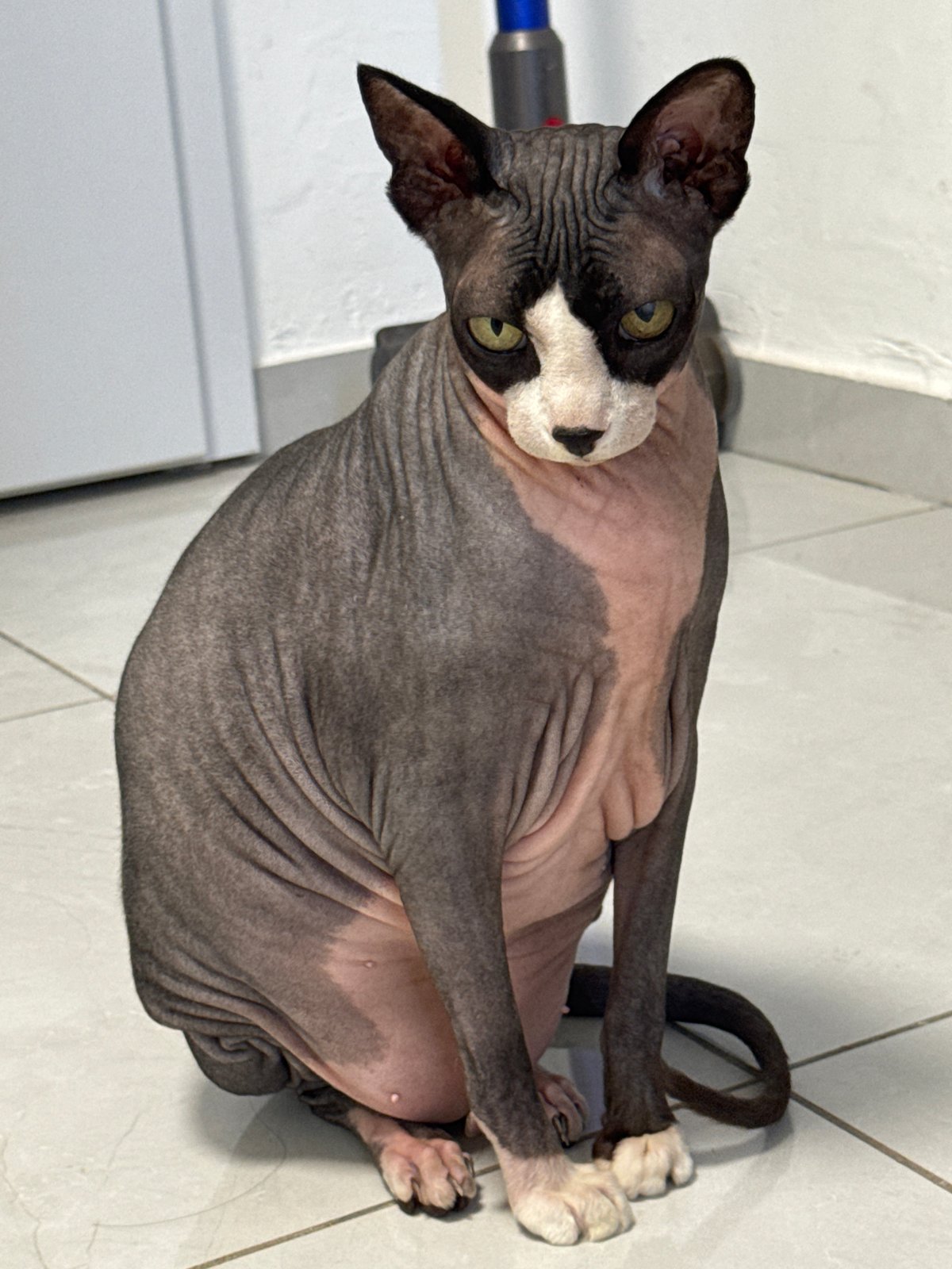 Cars, a police vehicle, and a Sphynx cat around Netanya