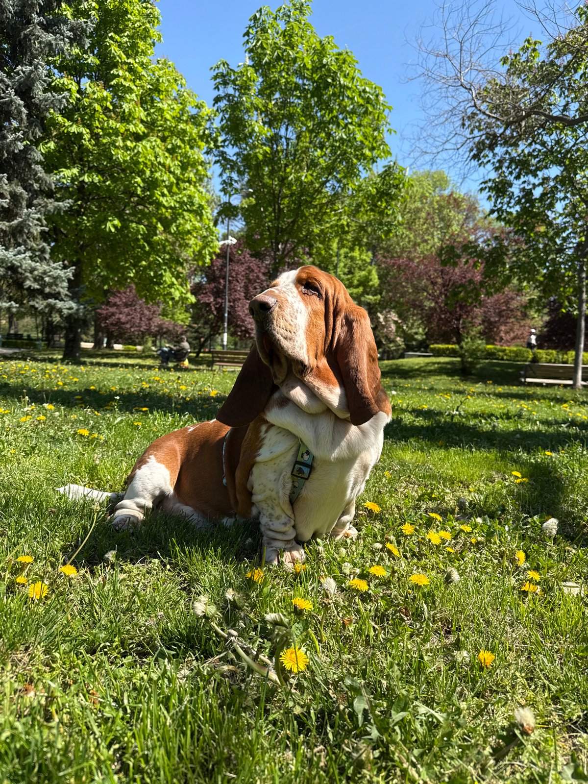 Sofia Morning Scenes: Dog, Manicured Nails, Portrait Captured