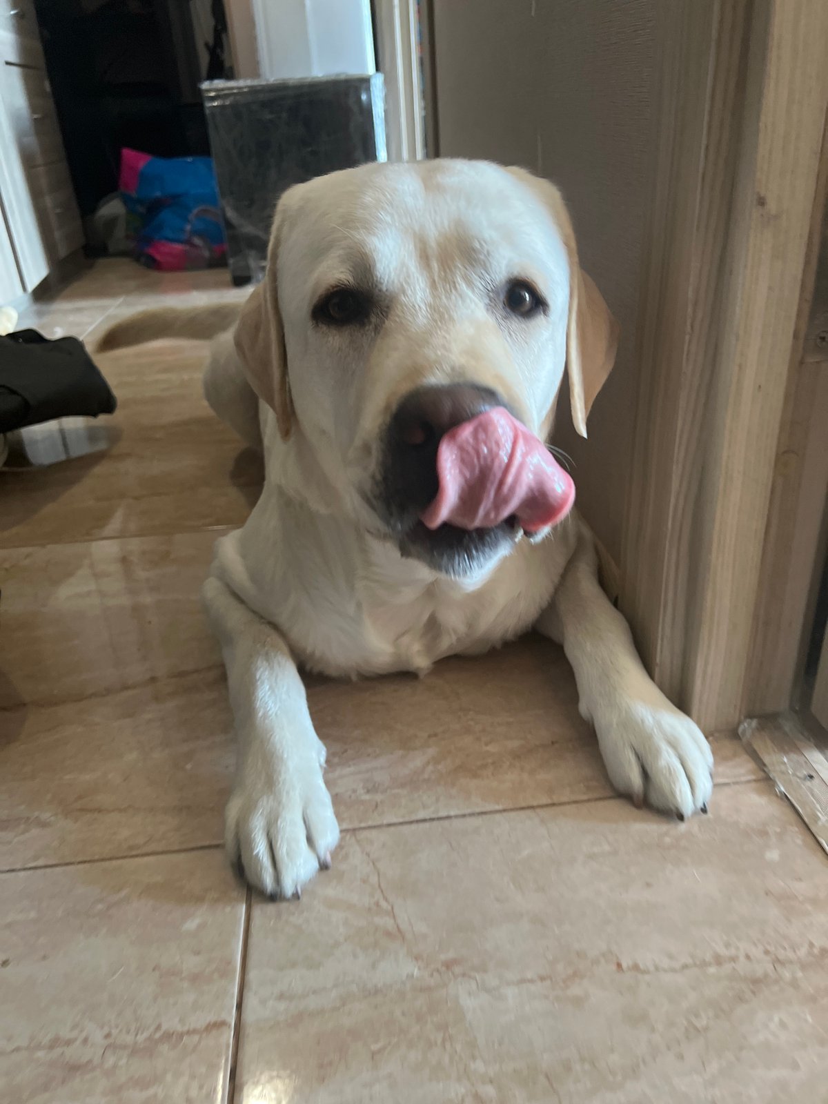 Labrador Retriever spotted in domestic setting in Mytishchi, Russia