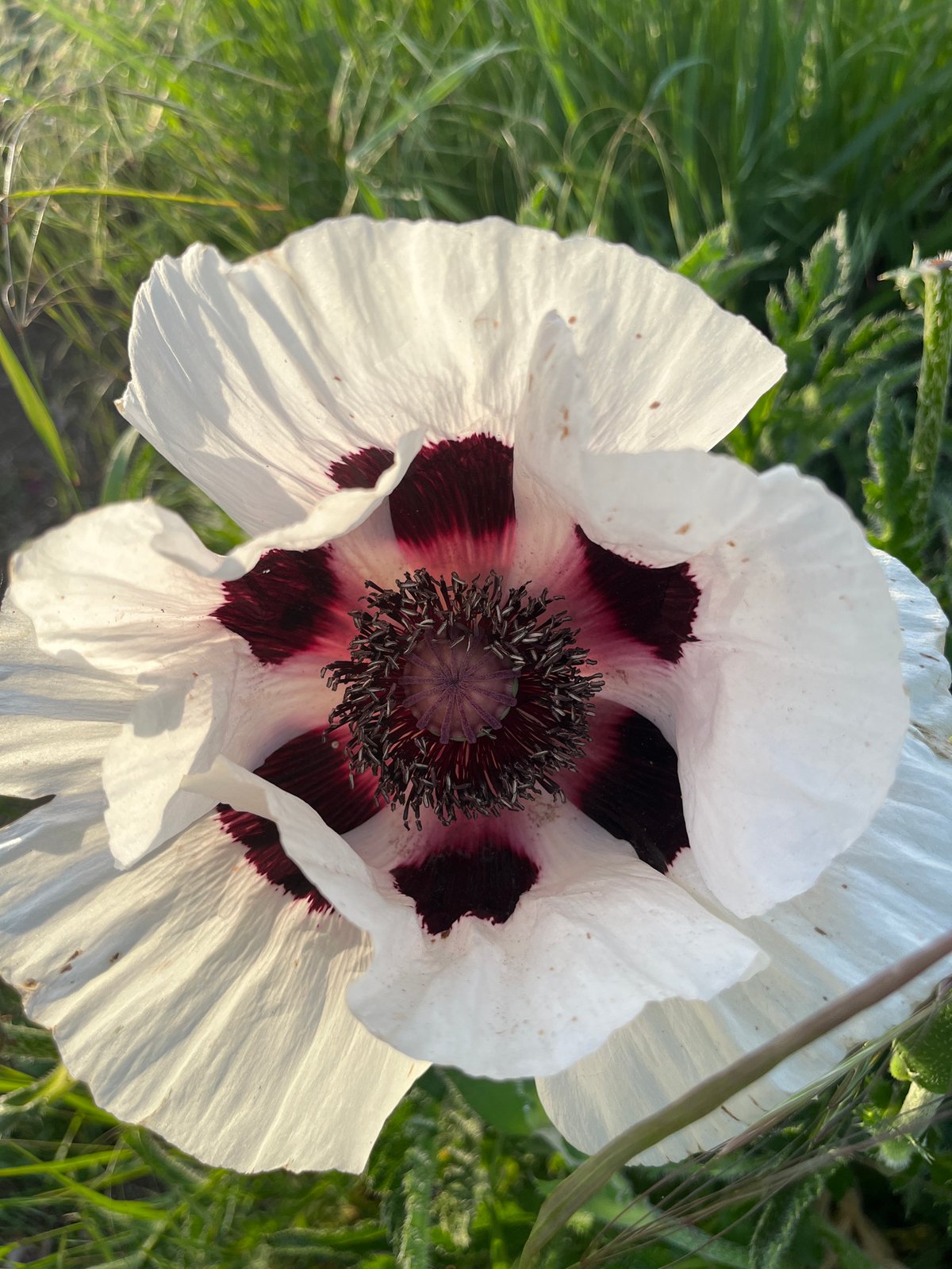 Spring poppies bloom amid street art in German town