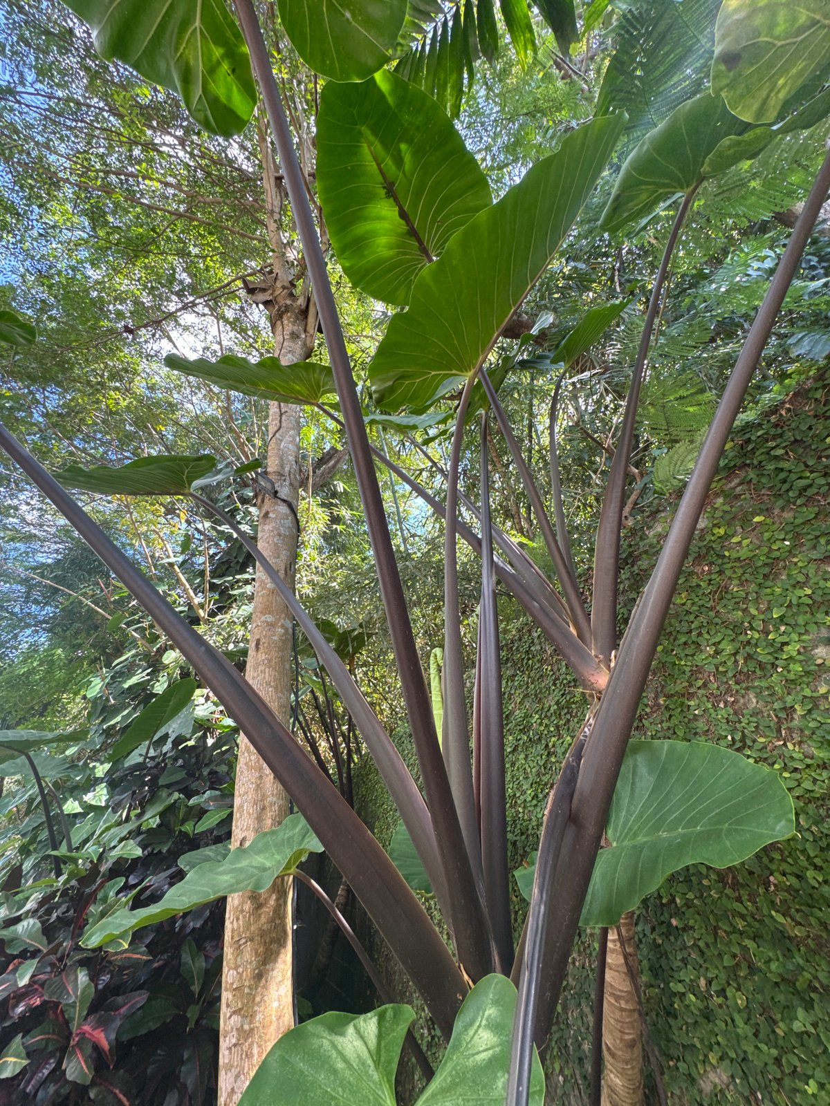Early morning garden documentation in Kuta Selatan, Indonesia